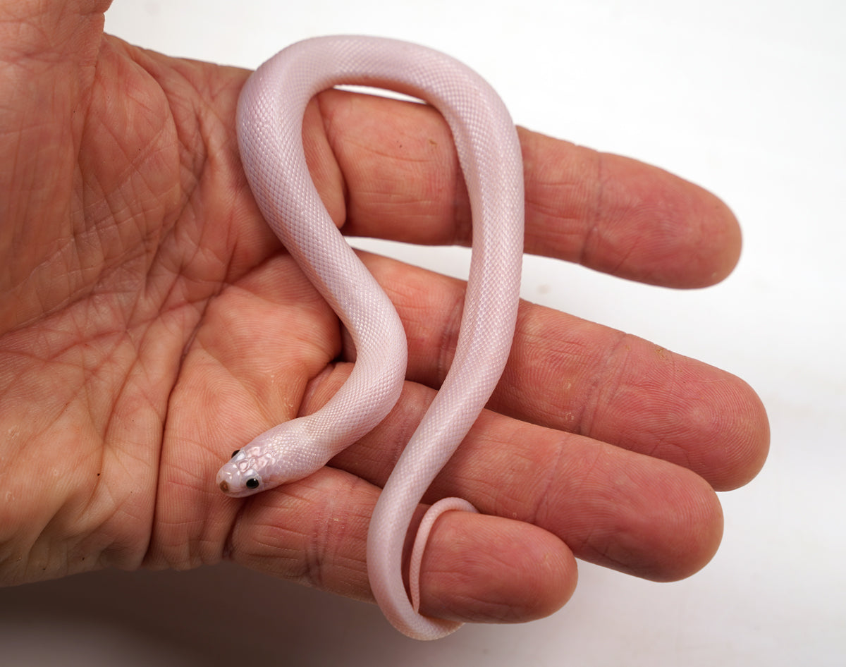 SALE! Female CBB Leucistic Puff Faced Water Snake