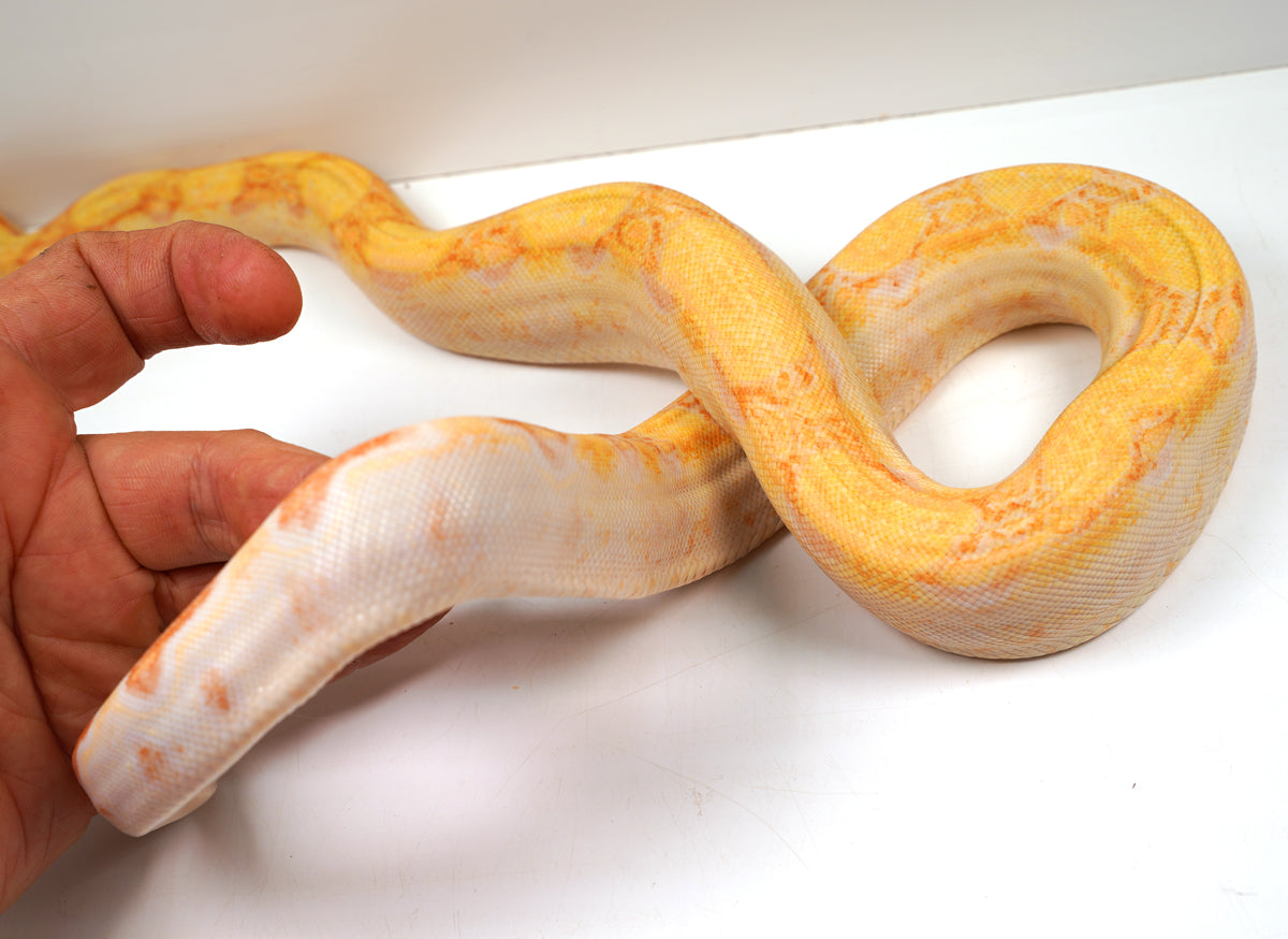 SALE! 21' (Updated) Male Lipstick Albino IMG Jungle Boa Constrictor (WOW).