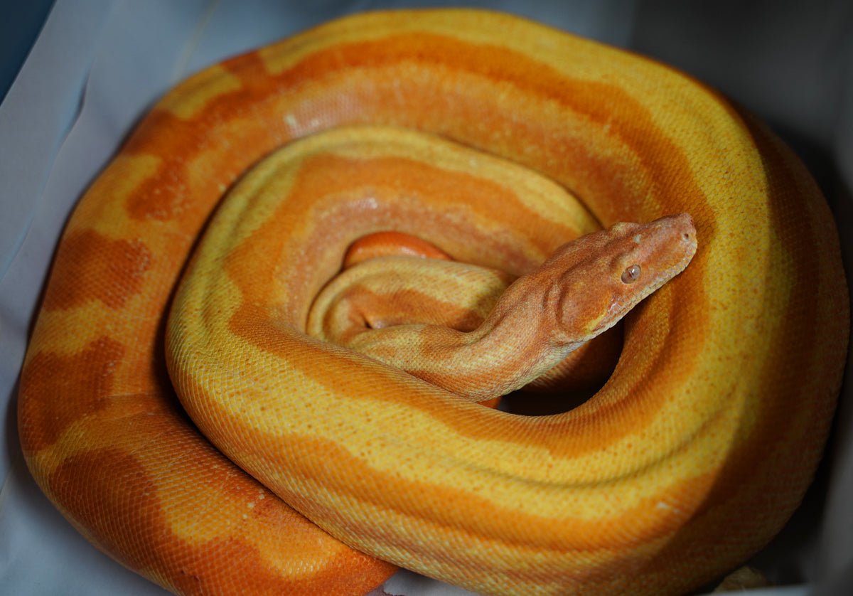 SALE! 2021 (Updated) Male Albino Lipstick Jungle (Poss IMG) Square Tail Boa Constrictor.