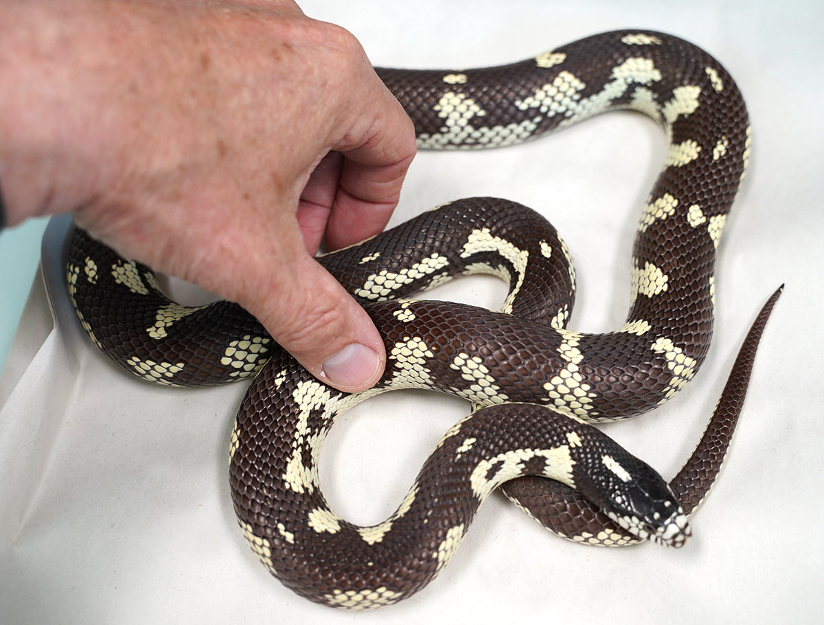 Female Breeder Long Beach California Kingsnake - Very pretty!