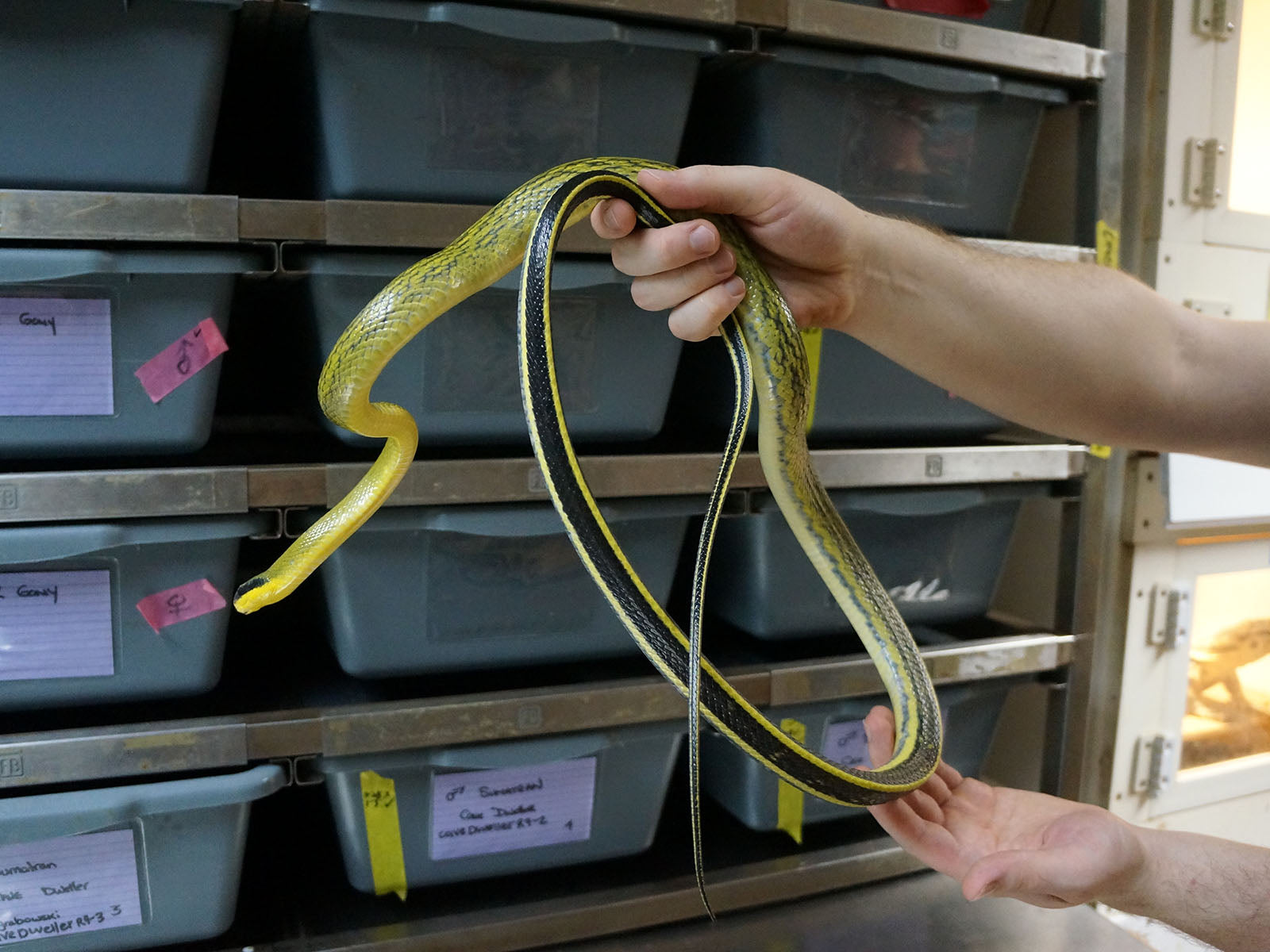 Long Term Captive Male Sumatran Cave Dwelling Rat Snake