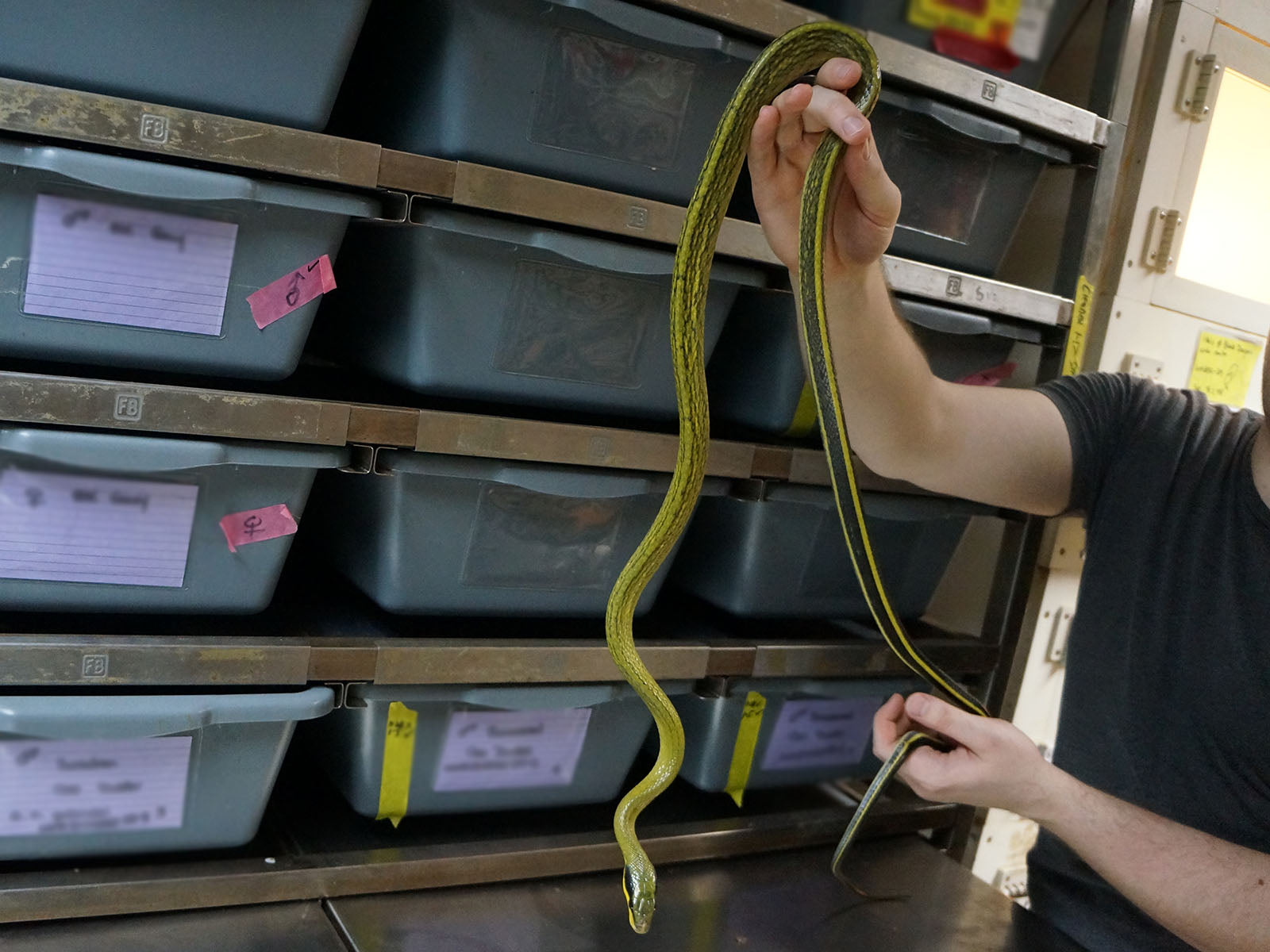 Long Term Captive Male Sumatran Cave Dwelling Rat Snake