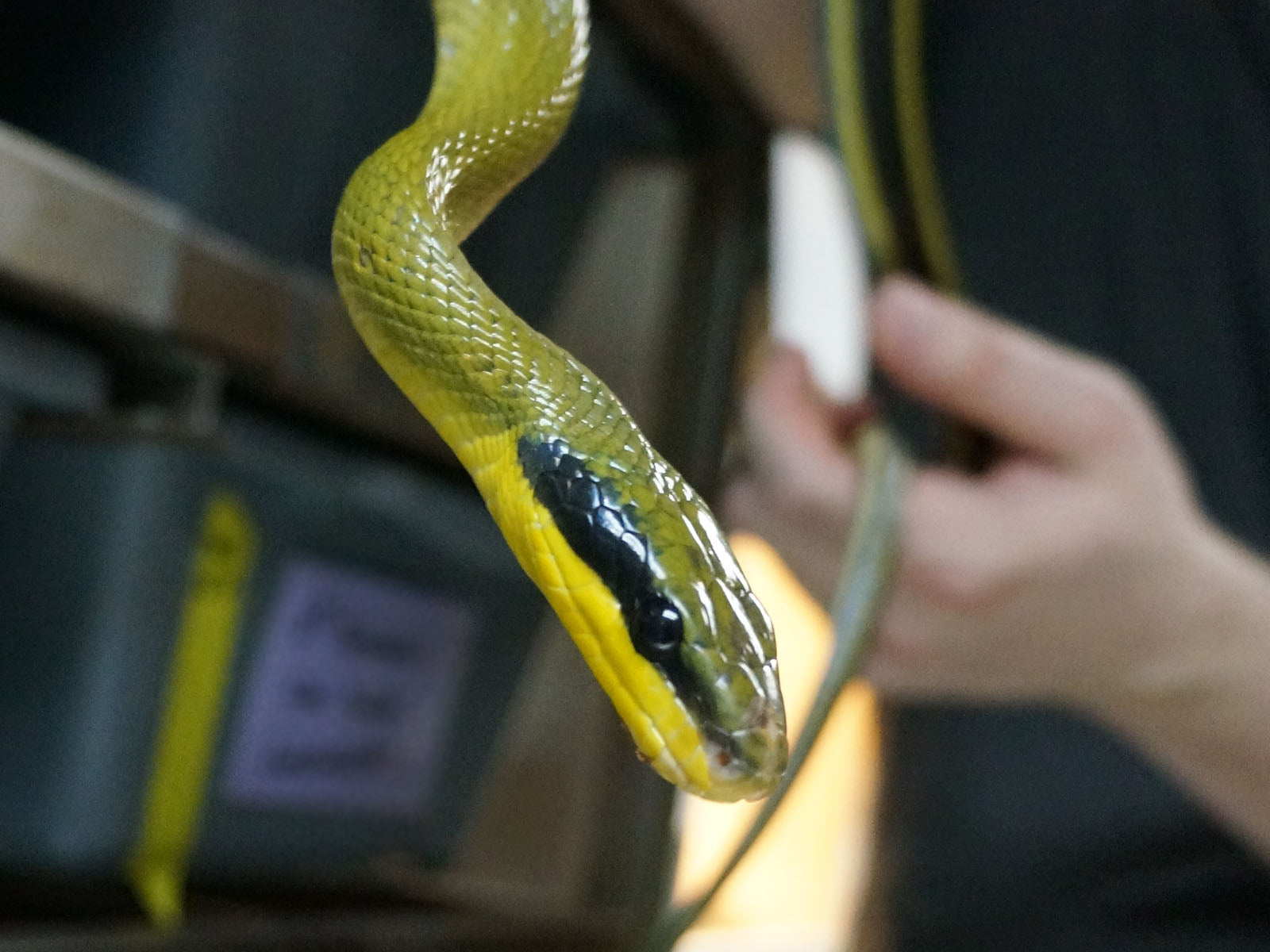 Long Term Captive Male Sumatran Cave Dwelling Rat Snake