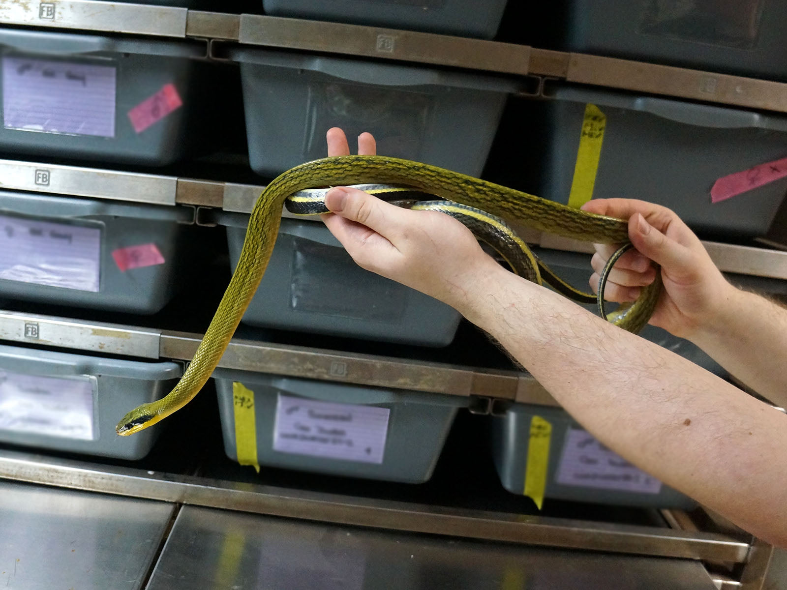 Long Term Captive Male Sumatran Cave Dwelling Rat Snake