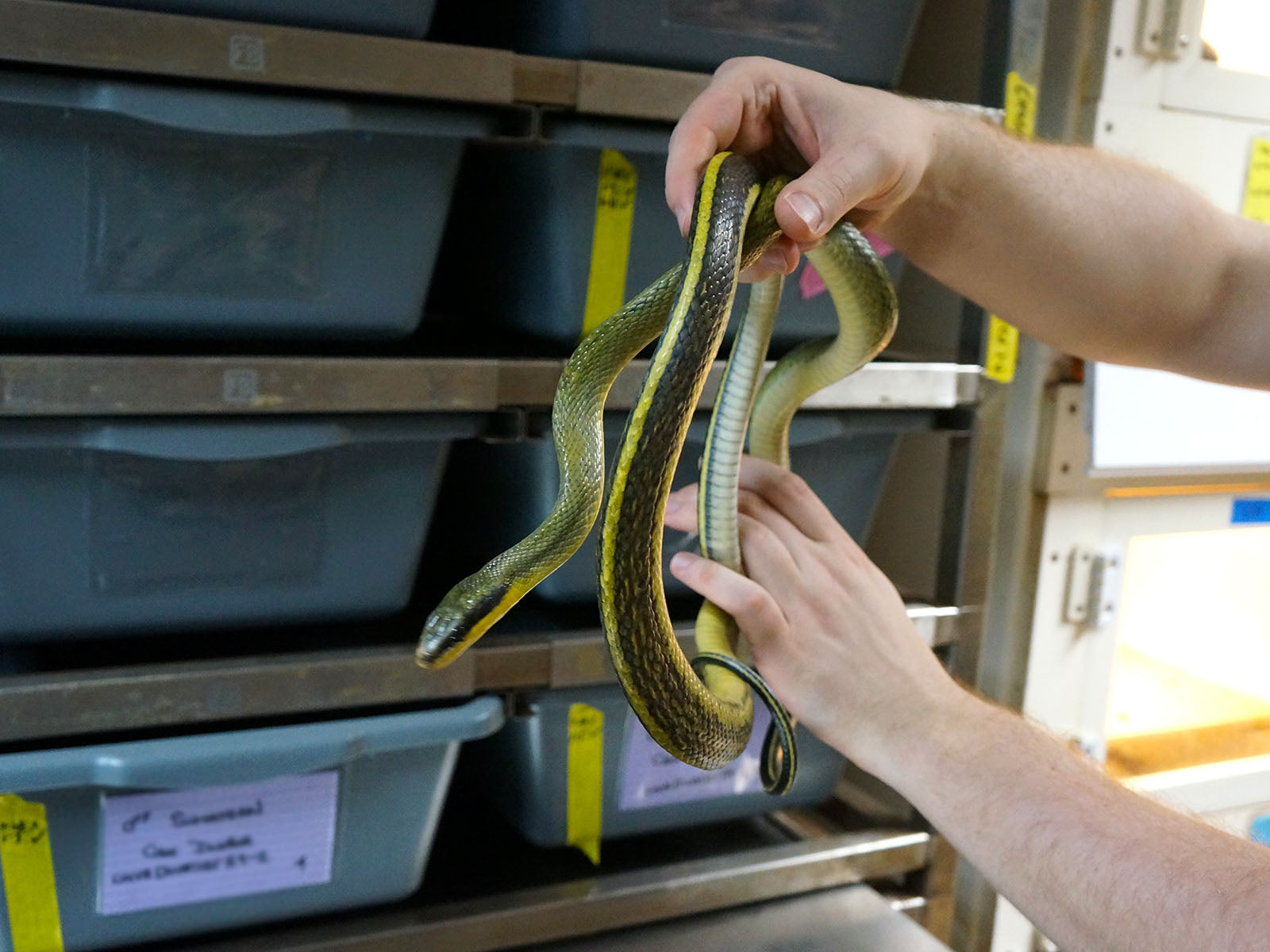Long Term Captive Male Sumatran Cave Dwelling Rat Snake
