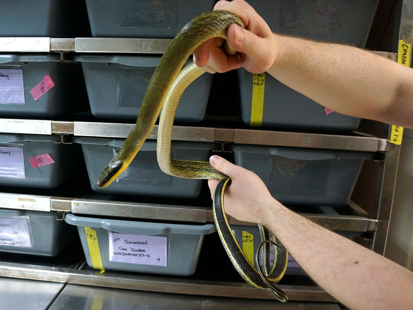 Long Term Captive Male Sumatran Cave Dwelling Rat Snake