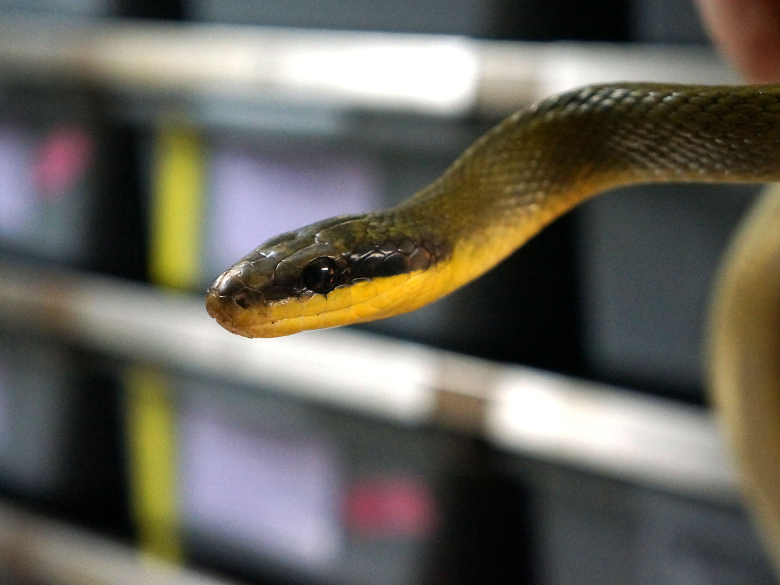 Long Term Captive Male Sumatran Cave Dwelling Rat Snake
