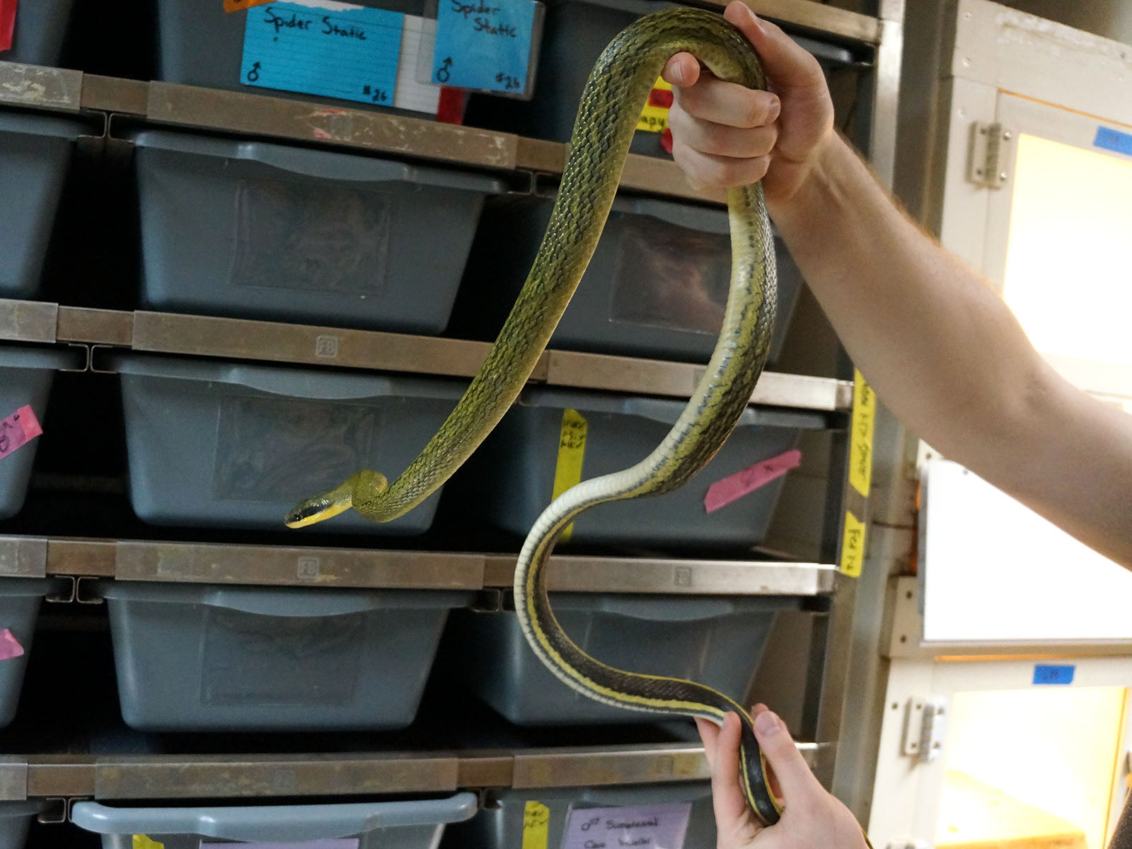 Long Term Captive Male Sumatran Cave Dwelling Rat Snake