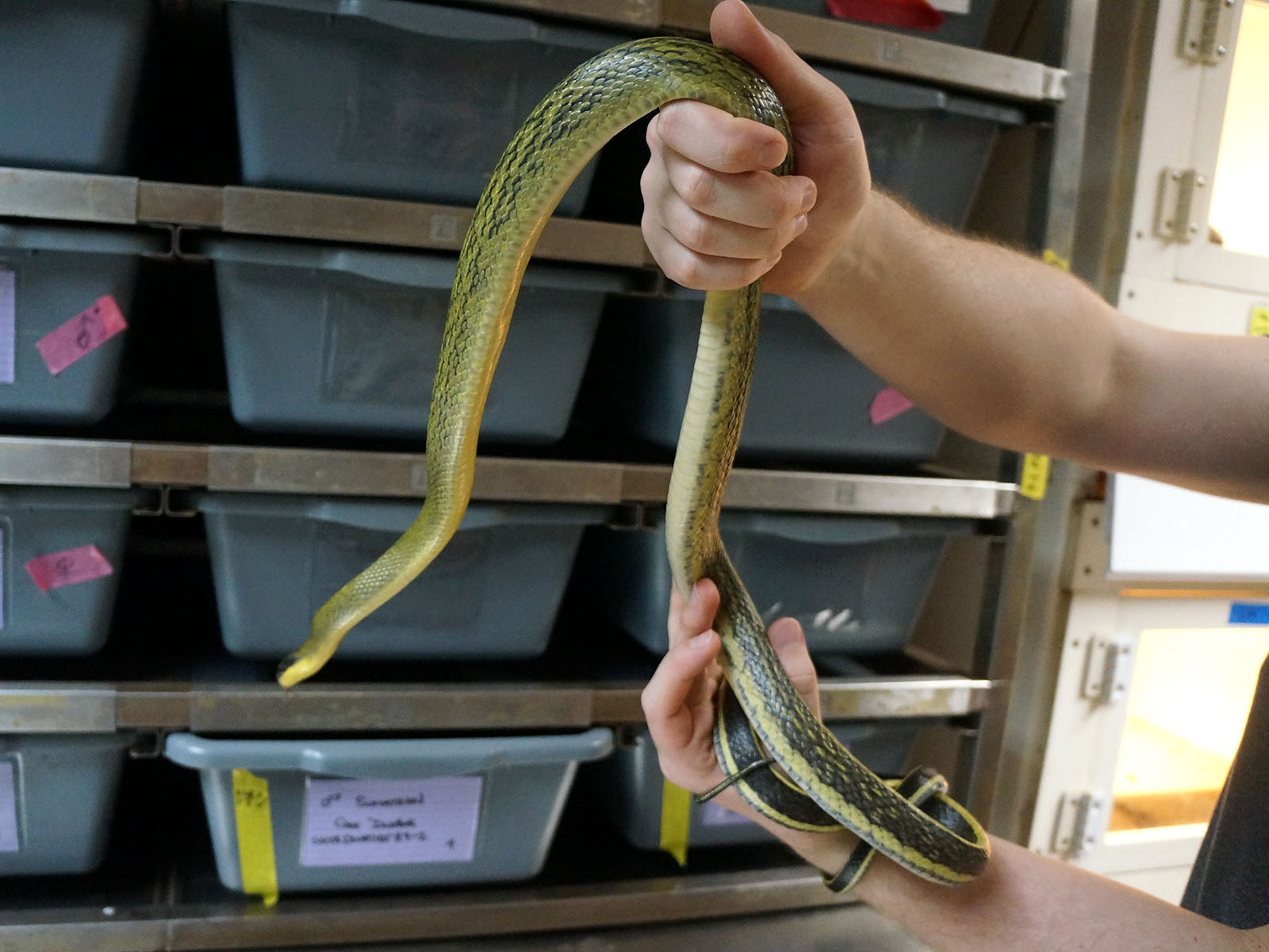 Long Term Captive Male Sumatran Cave Dwelling Rat Snake
