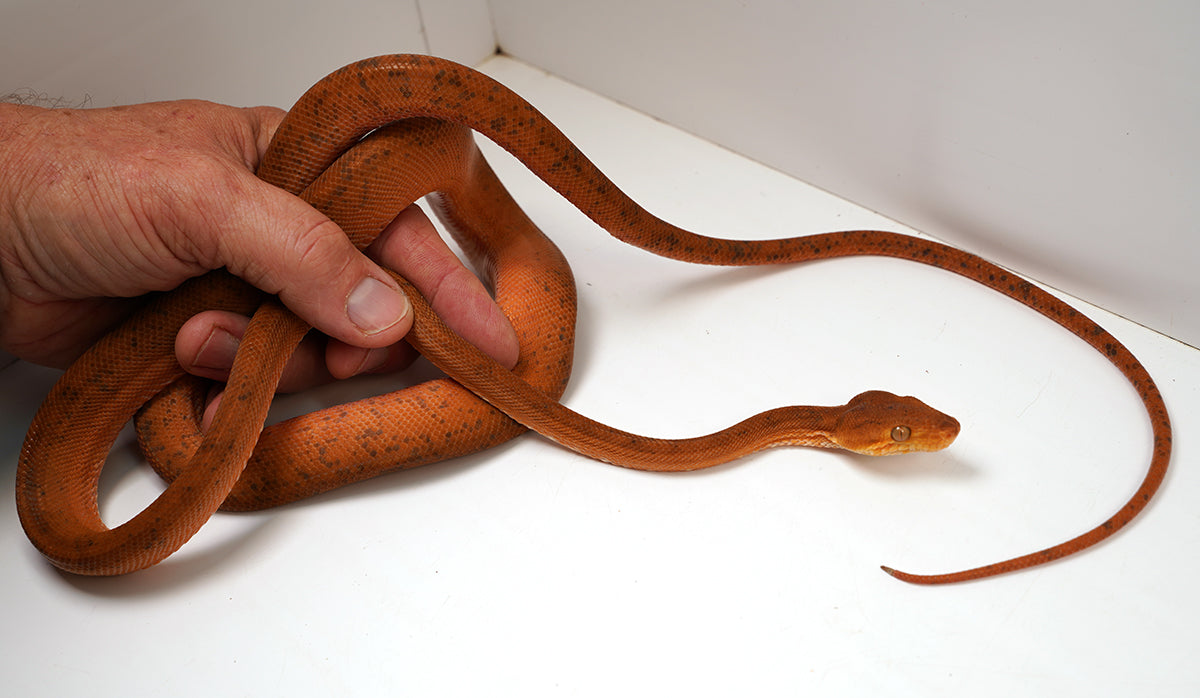 CBB Male Breeder Amazon Tree Boa - Very Pretty Orange!