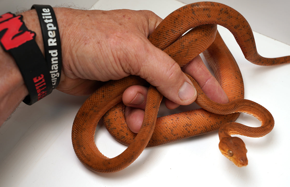 CBB Male Breeder Amazon Tree Boa - Very Pretty Orange!