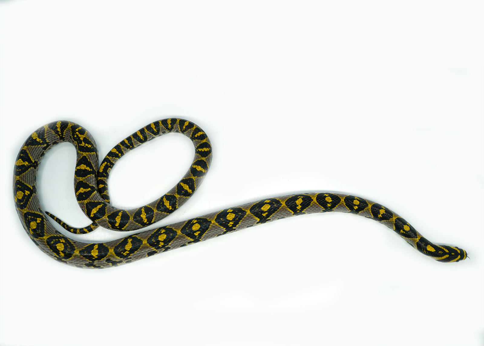 Male Mandarin Rat Snake