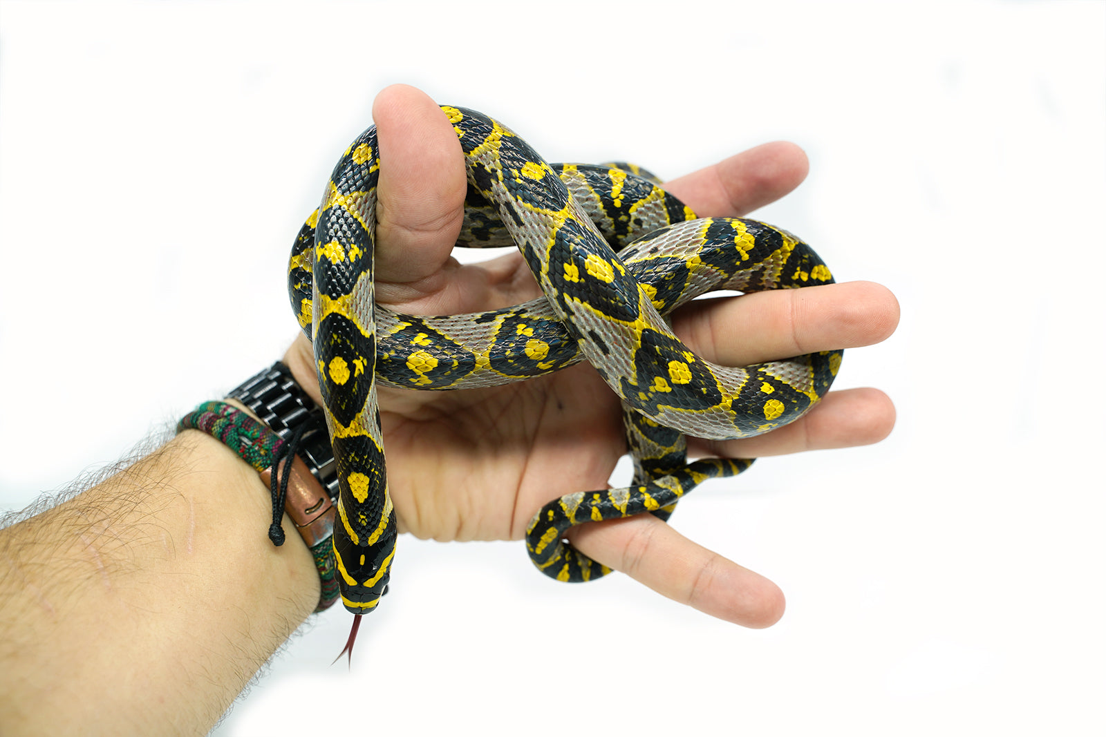 Male Mandarin Rat Snake