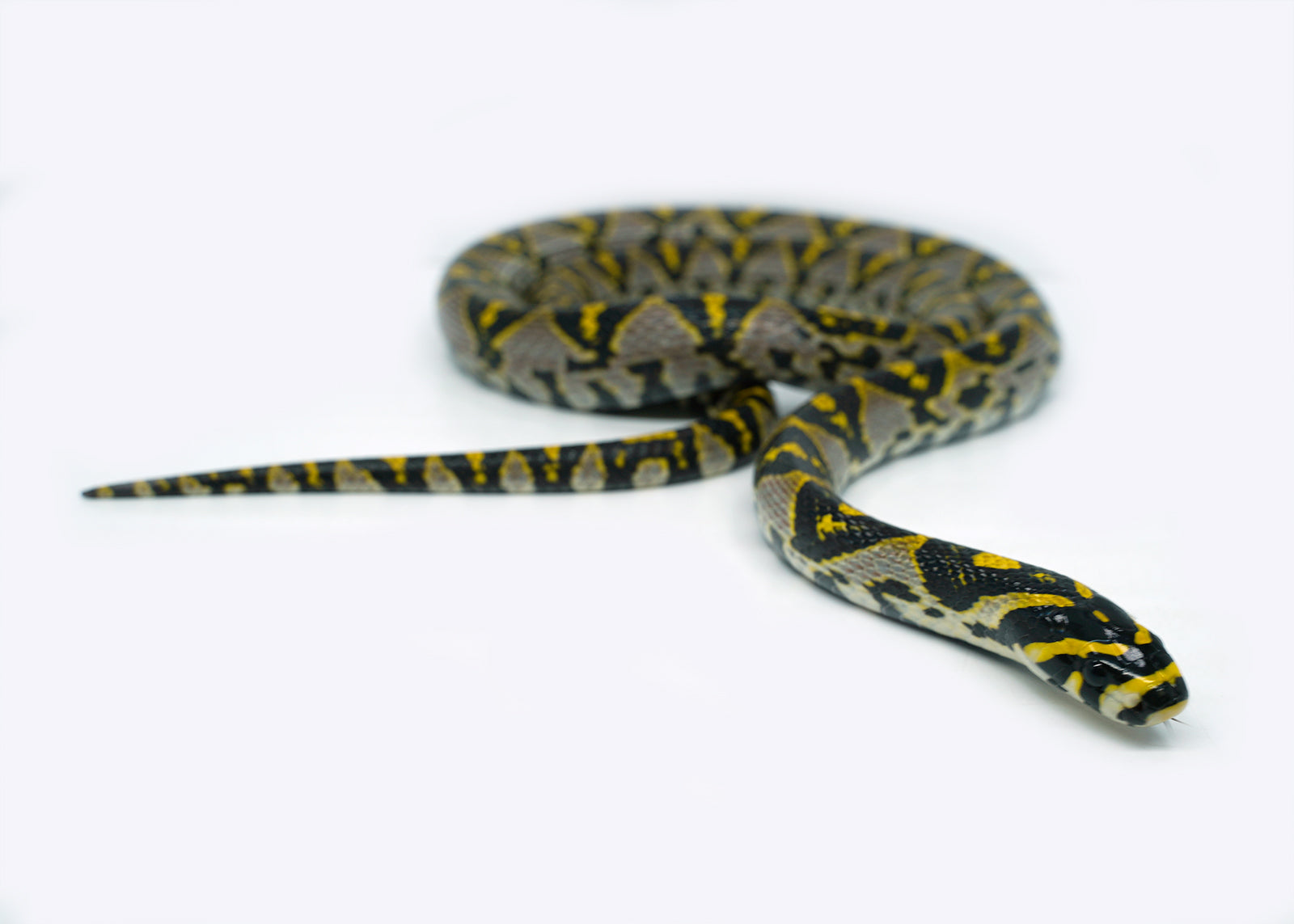 Male Mandarin Rat Snake