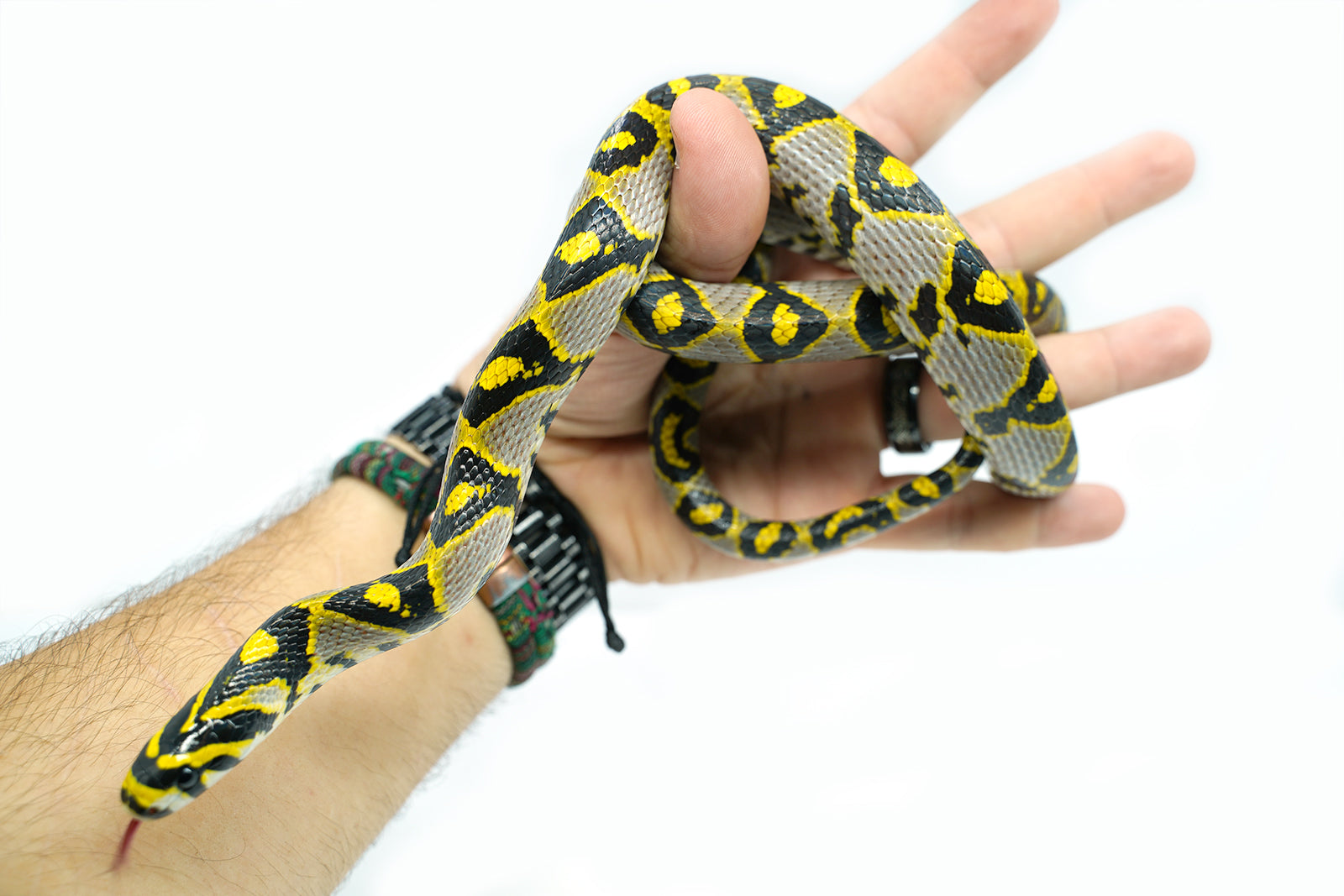 Male Mandarin Rat Snake