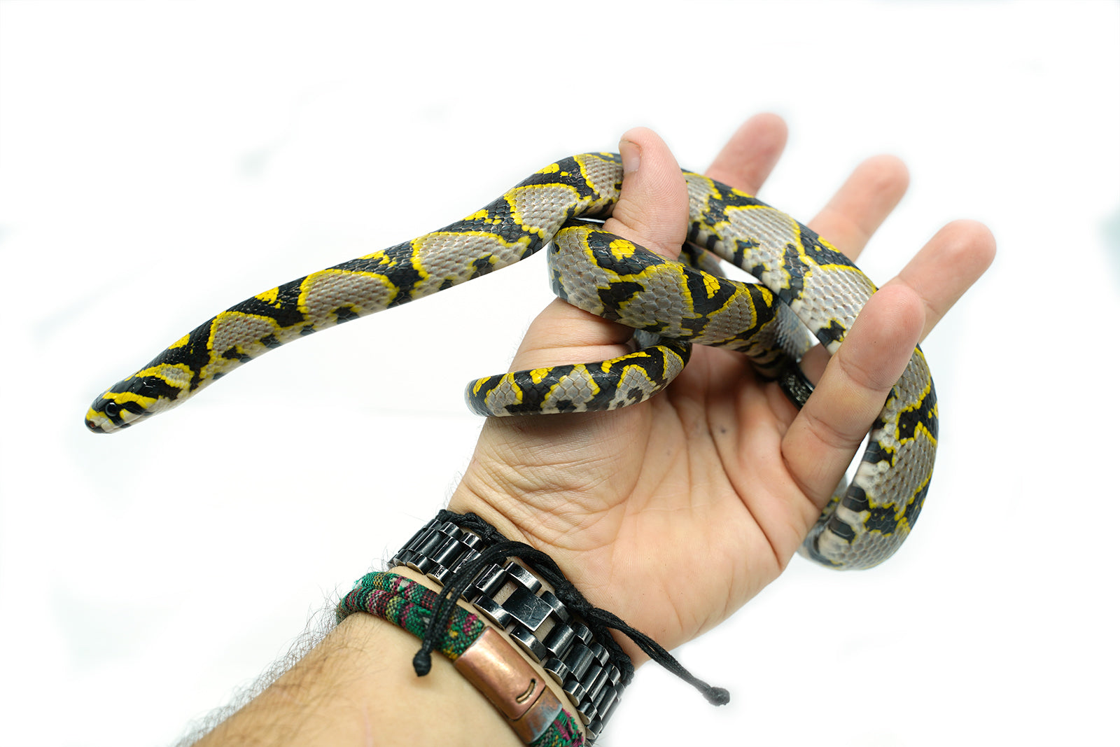 Male Mandarin Rat Snake