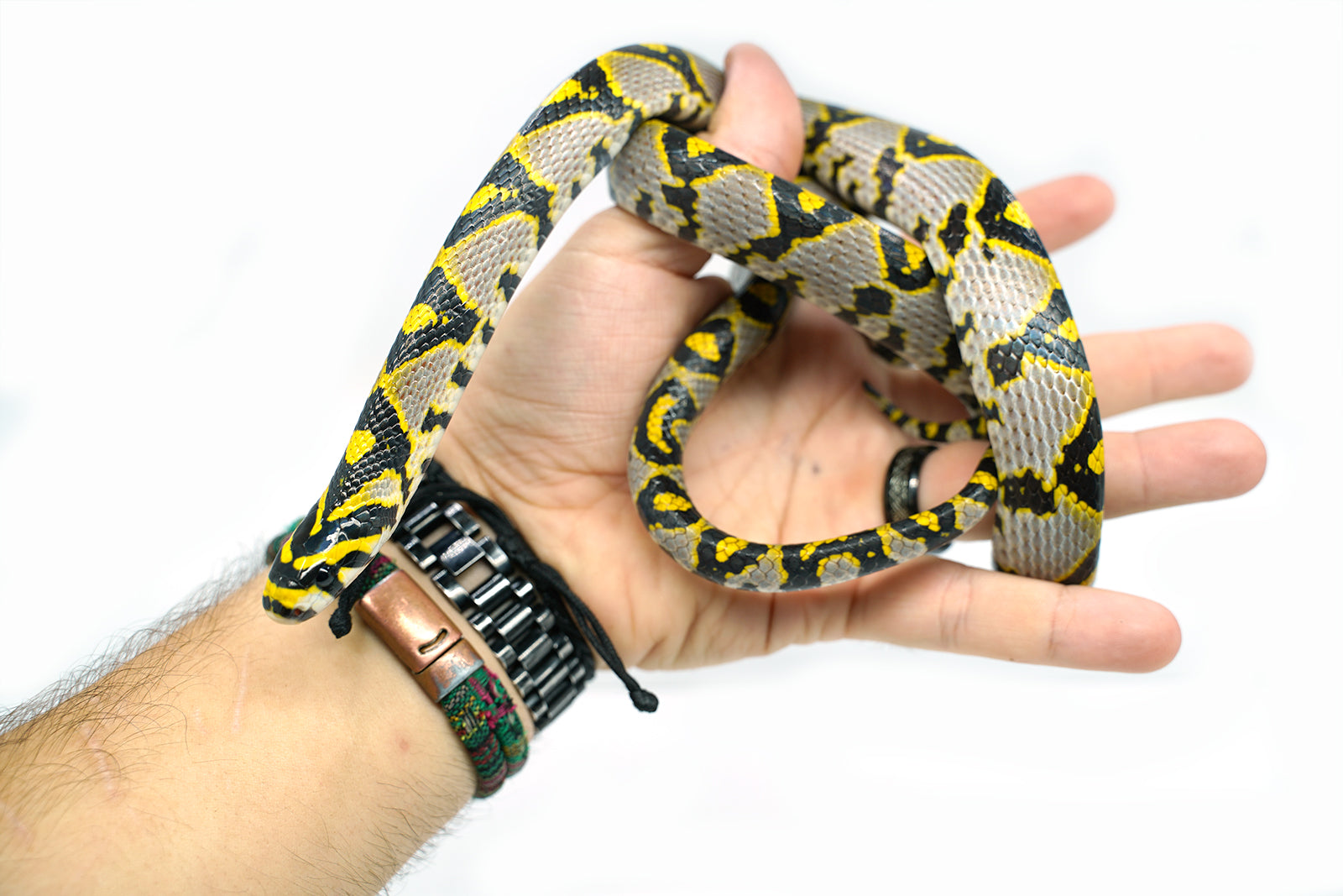 Male Mandarin Rat Snake