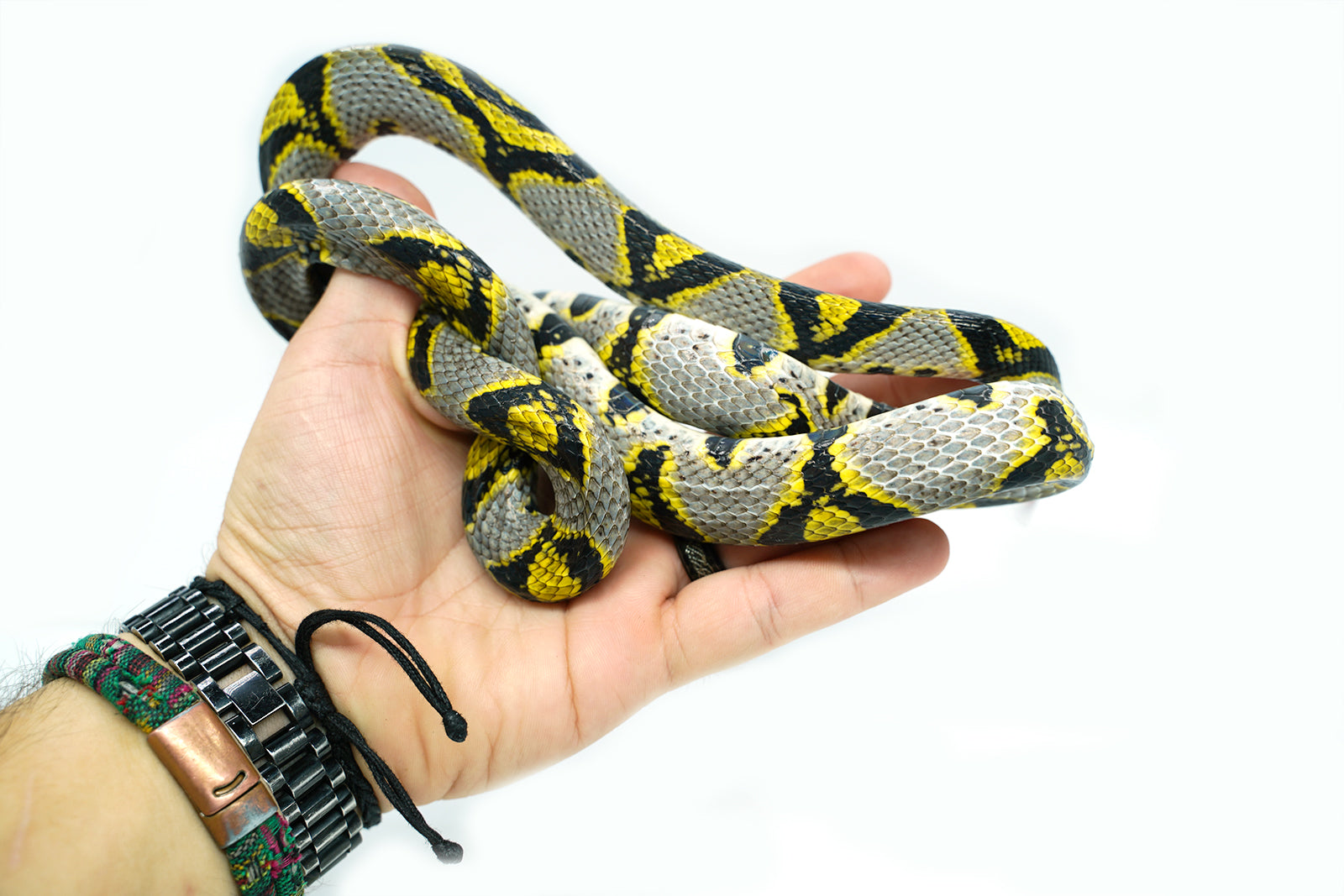 Female Mandarin Rat Snake