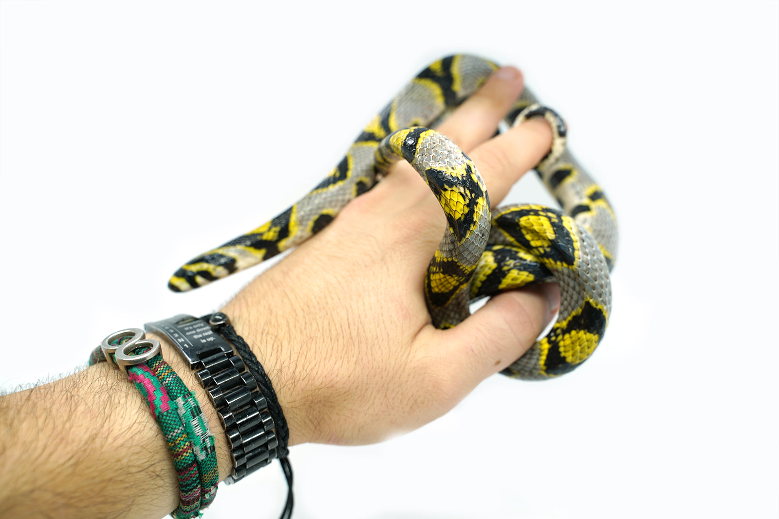 Female Mandarin Rat Snake