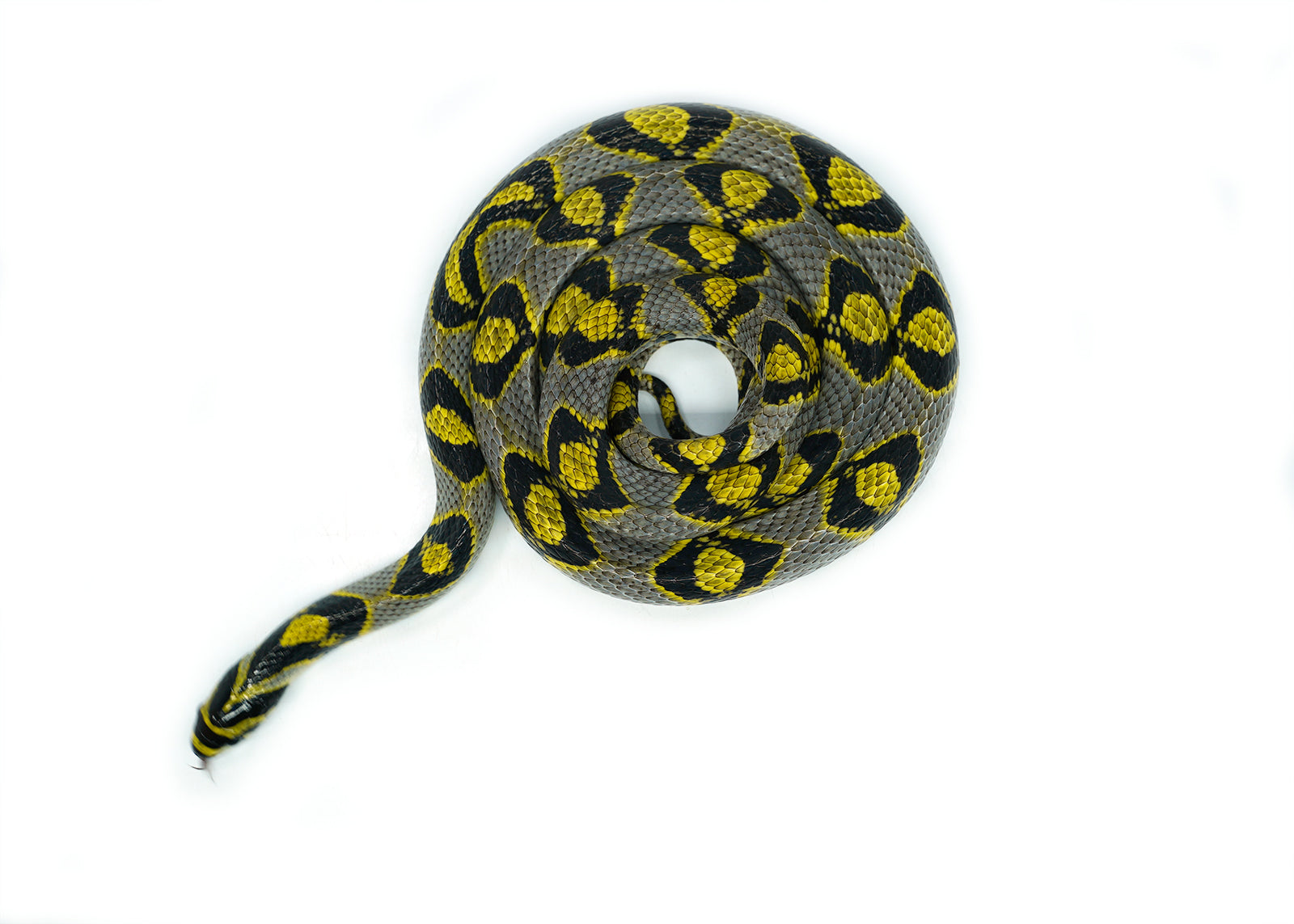 Female Mandarin Rat Snake