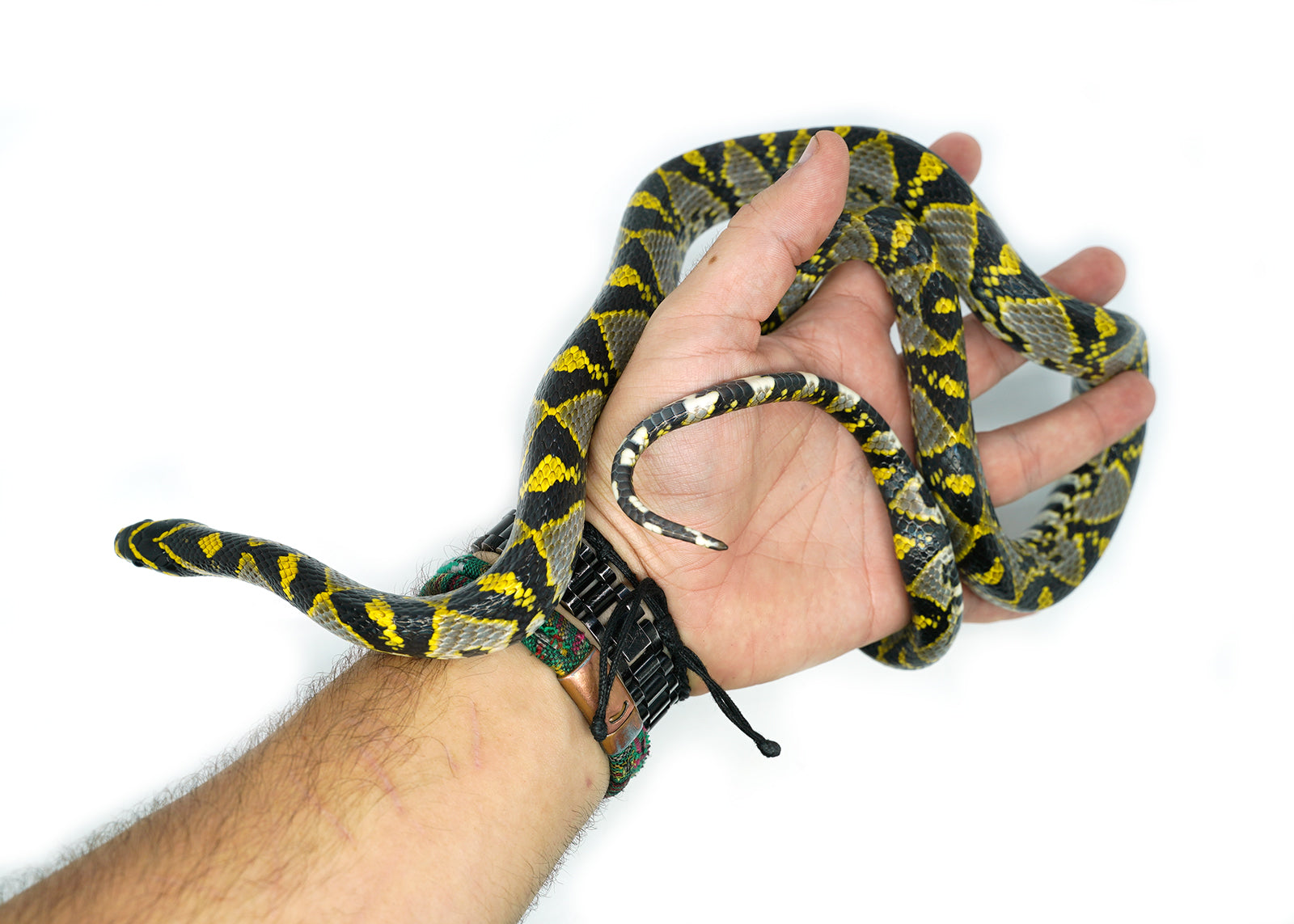 Female Mandarin Rat Snake