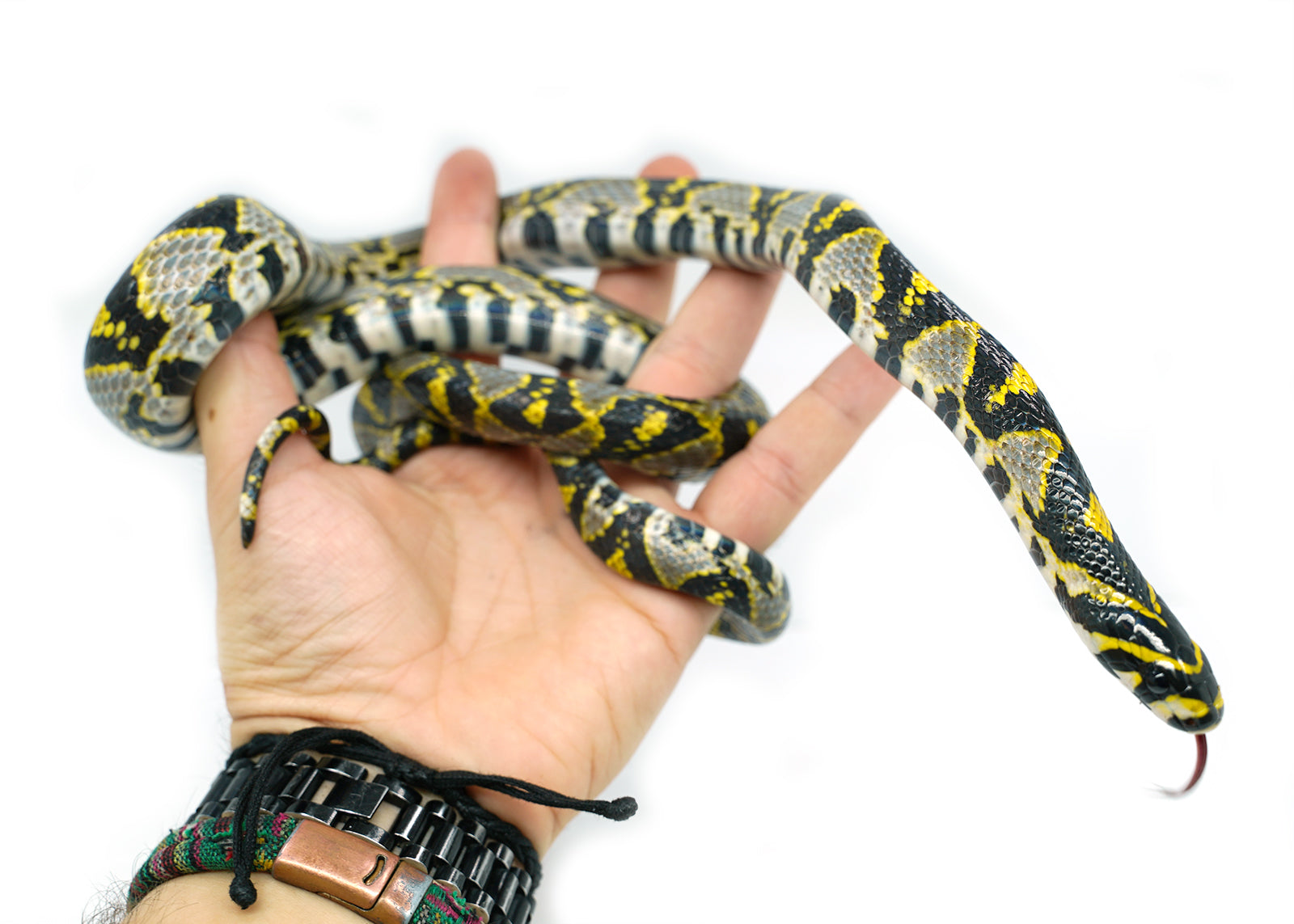 Female Mandarin Rat Snake