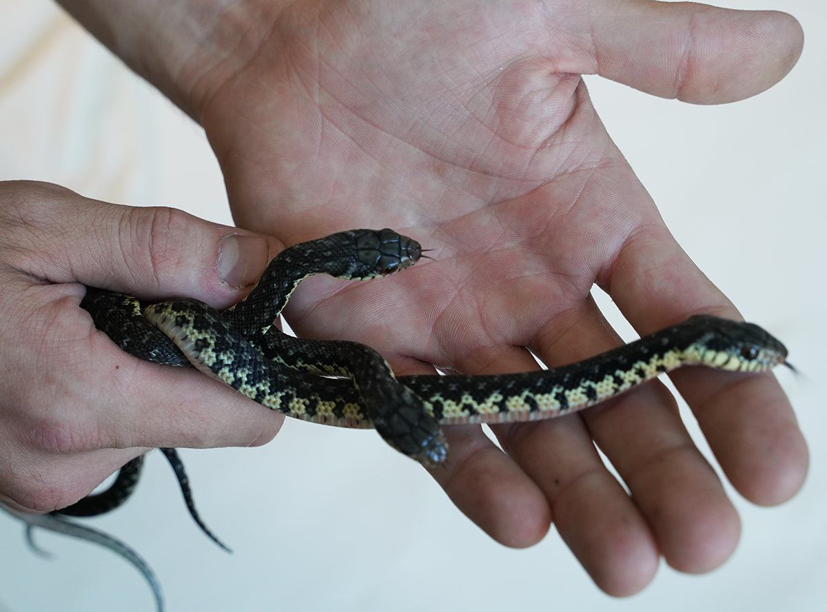 CBB Female Madgascar Giant Hognose Snake