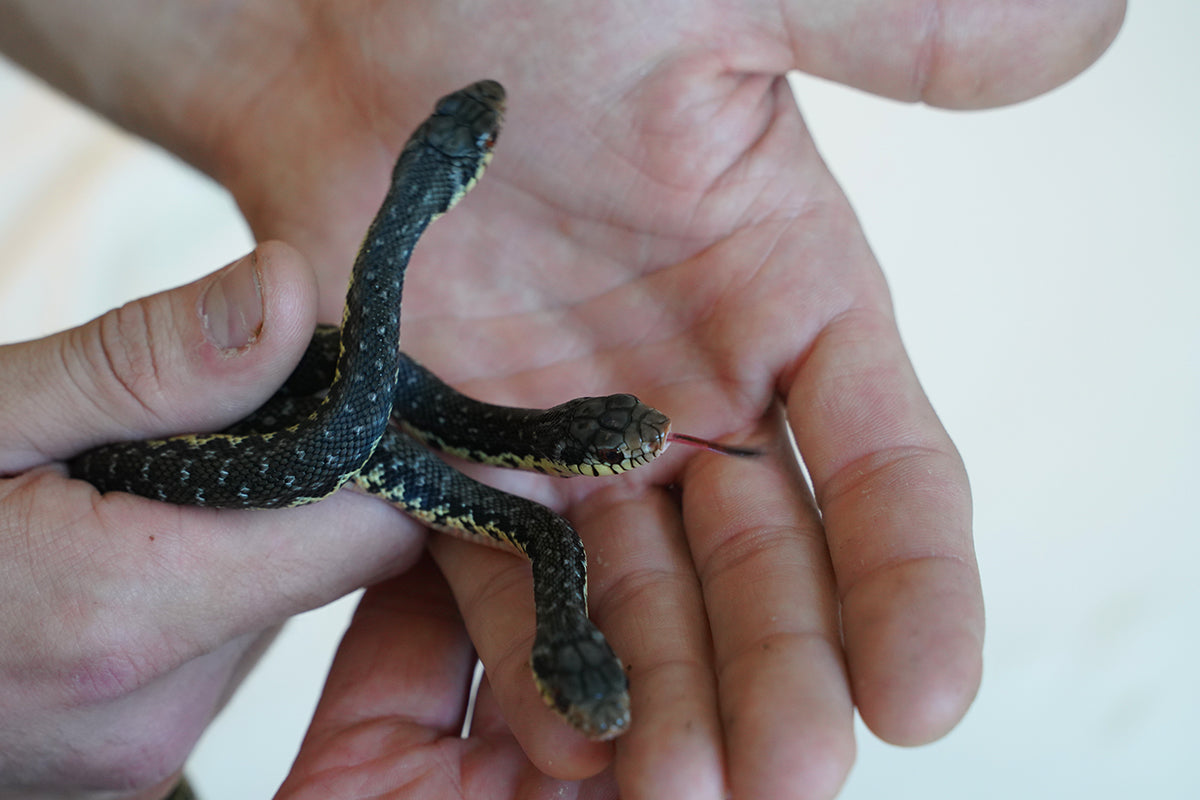 CBB Female Madgascar Giant Hognose Snake
