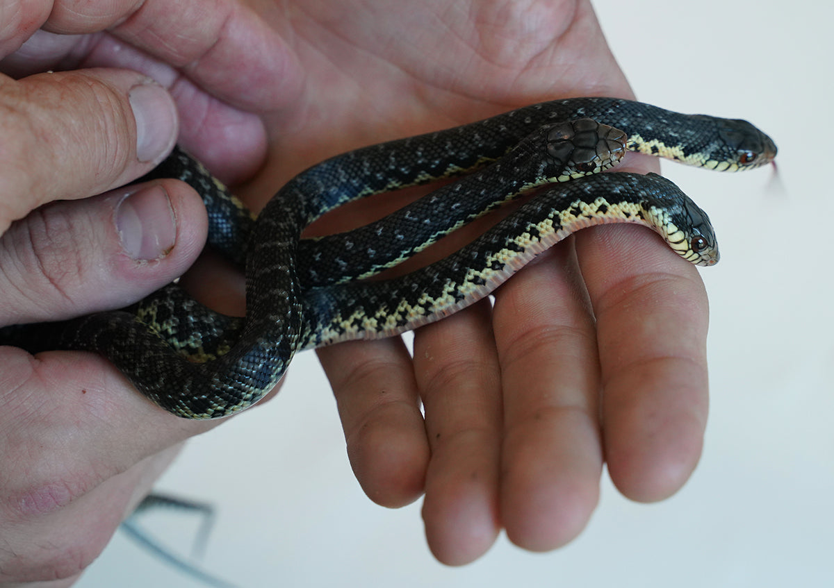 CBB Female Madgascar Giant Hognose Snake
