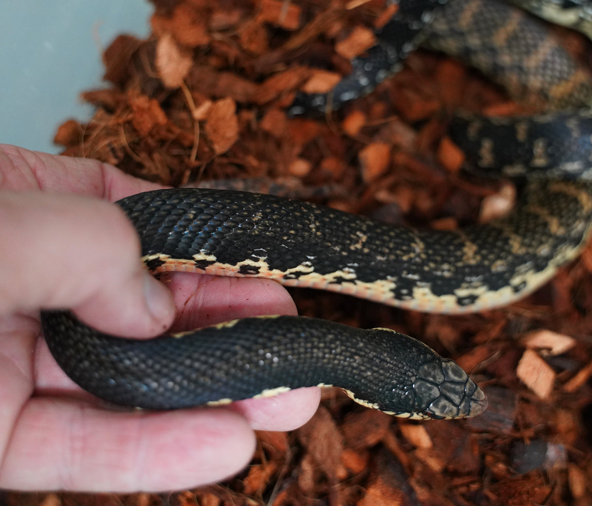 Young Adult Male Madagascar Hognose