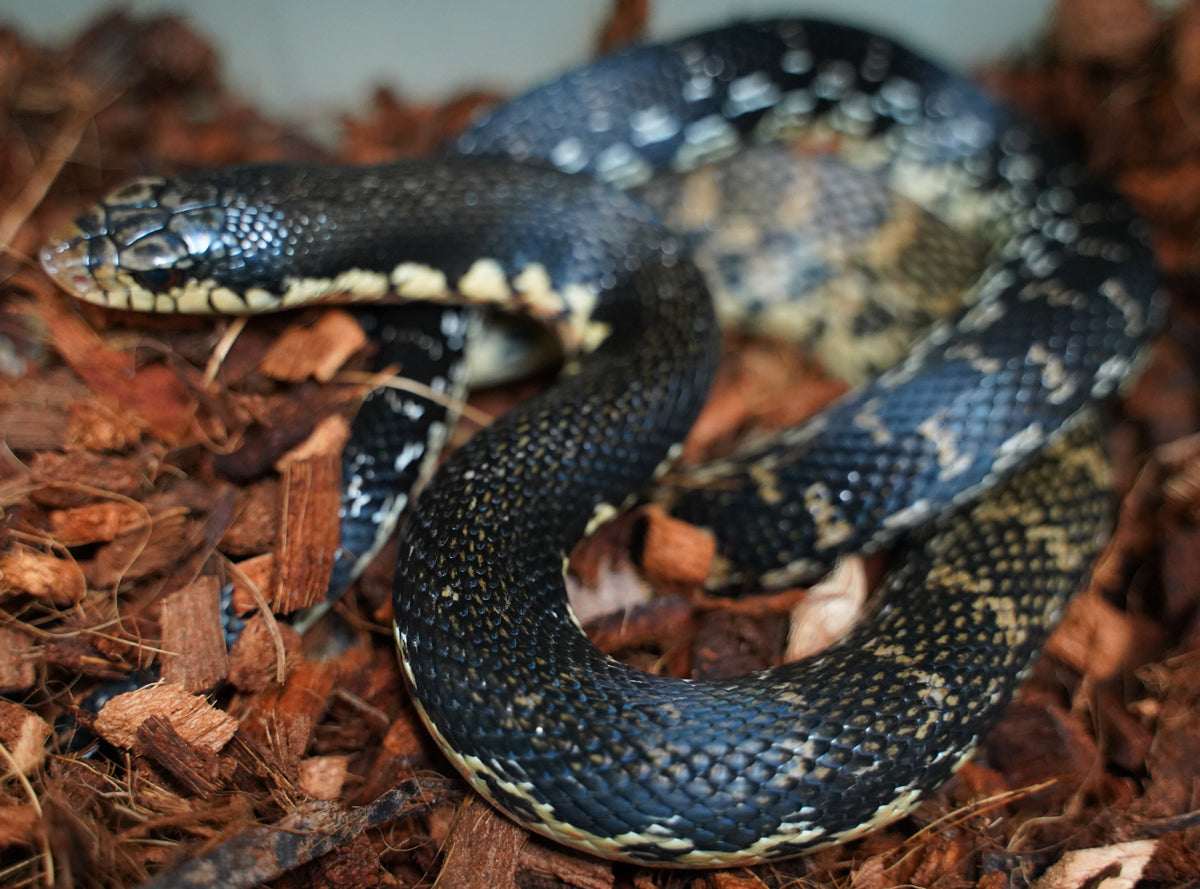 Young Adult Male Madagascar Hognose