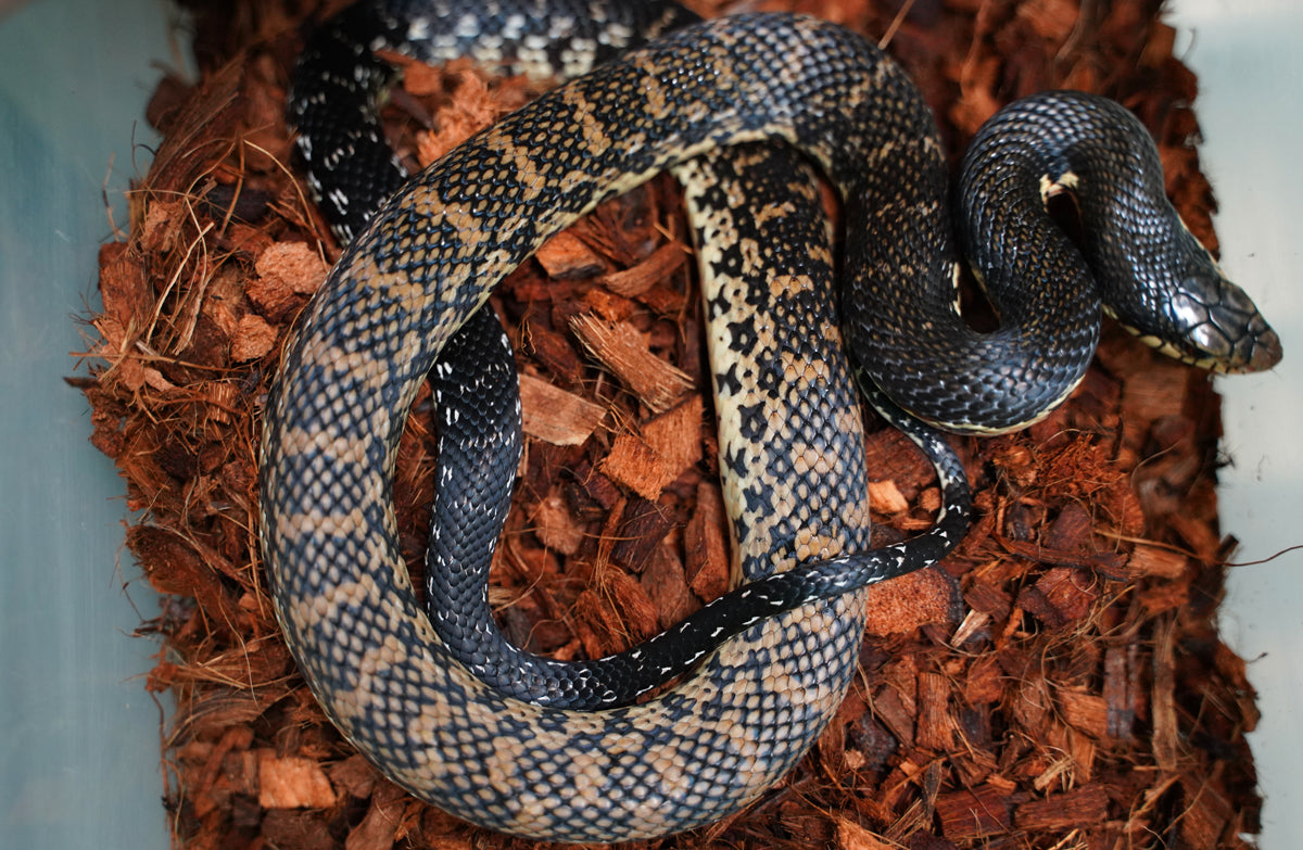 Young Adult Male Madagascar Hognose