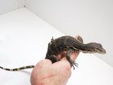 Load image into Gallery viewer, Normal Asian Water Monitor 