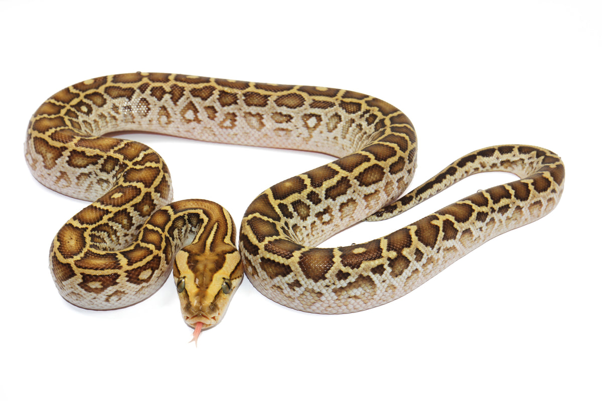 美品　AMERI CLOUDY PYTHON TOP 105253981.jpg?v=1749841997