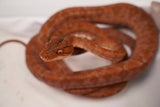 Load image into Gallery viewer, CB Amazon Tree Boa - Very pretty and ODD! Red Eyes.