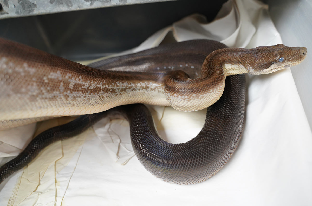 CALICO Male Fire Motley Het Anerythristic Possible Het Kahl Albino Boa Constrictor.