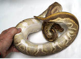 Load image into Gallery viewer, Breeder Male Odium HGWoma Fader Combo + Ball Python