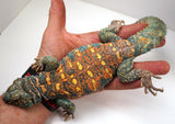 Load image into Gallery viewer, Adult Male Ornate Uromastyx Lizard