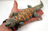 Load image into Gallery viewer, Adult Male Ornate Uromastyx Lizard