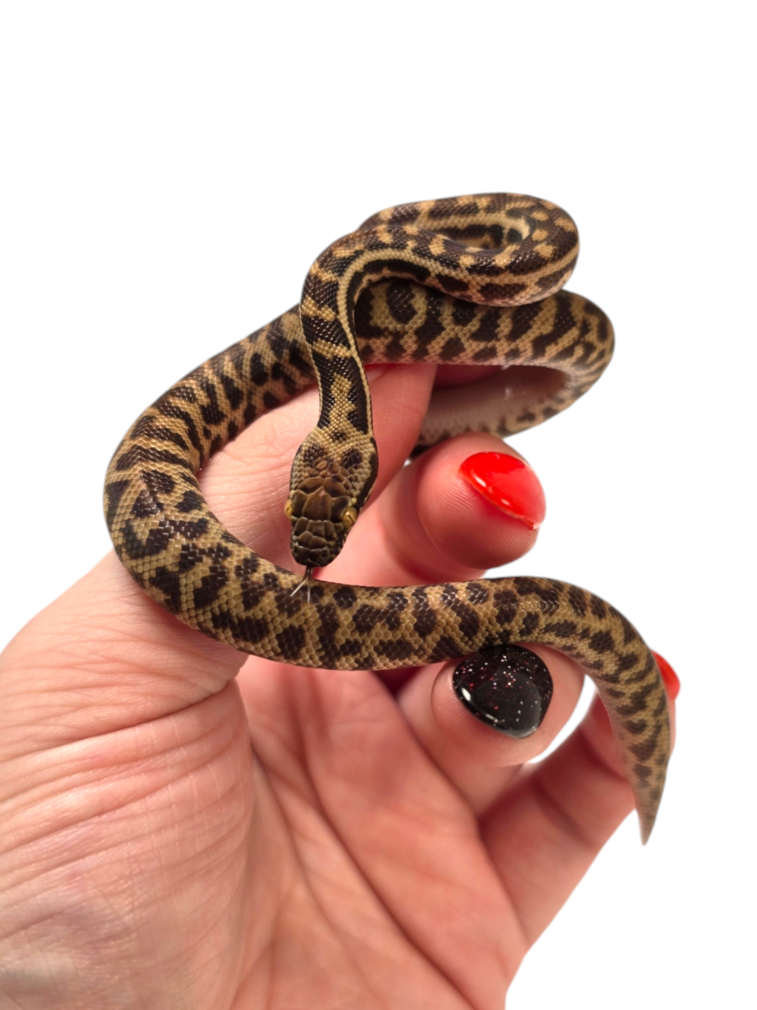 2024 CBB Unsexed Spotted Pythons (Antaresia stimsoni) RARE ANIMALS! Representative Photos