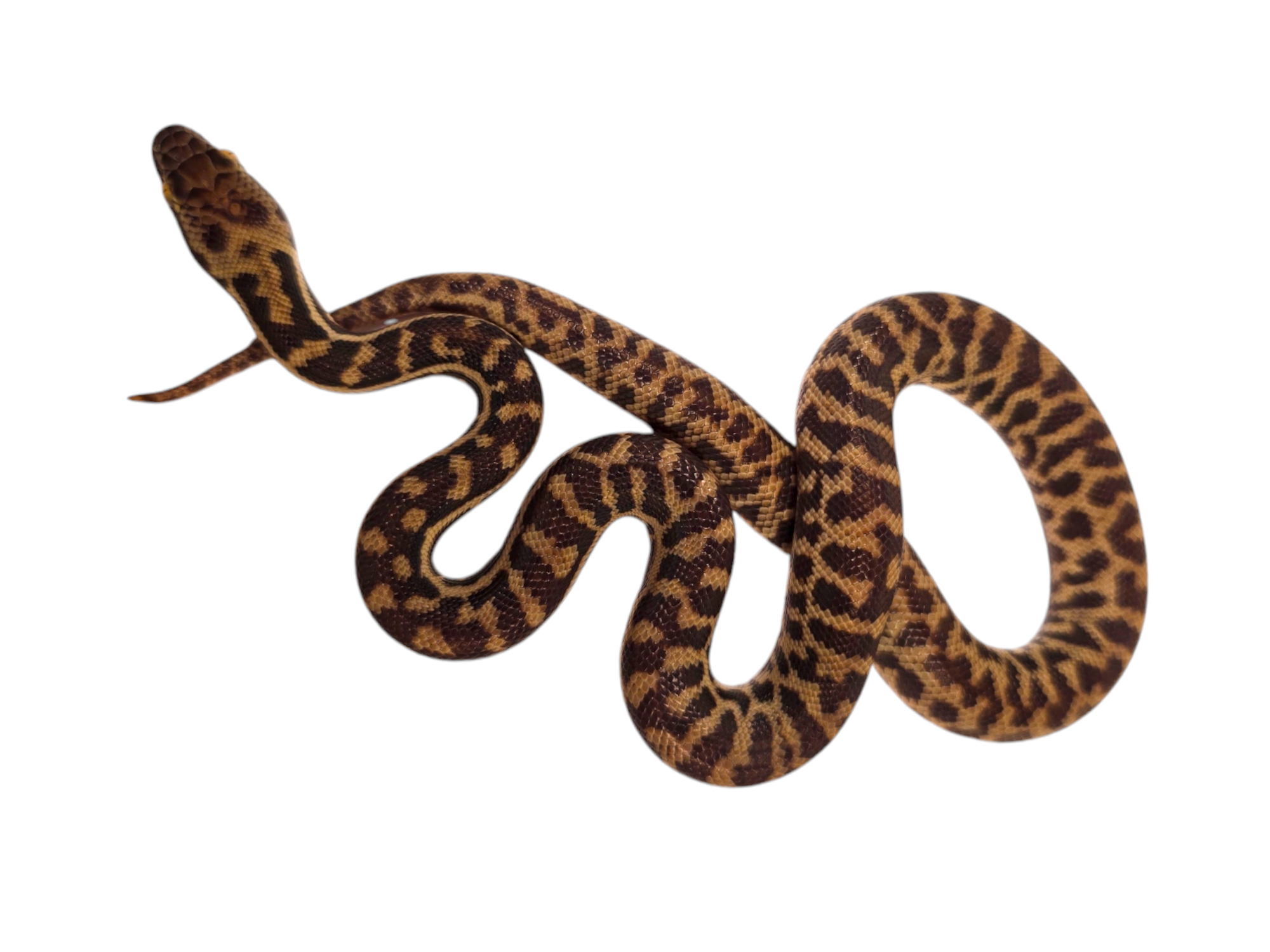 2024 CBB Unsexed Spotted Pythons (Antaresia stimsoni) RARE ANIMALS! Representative Photos