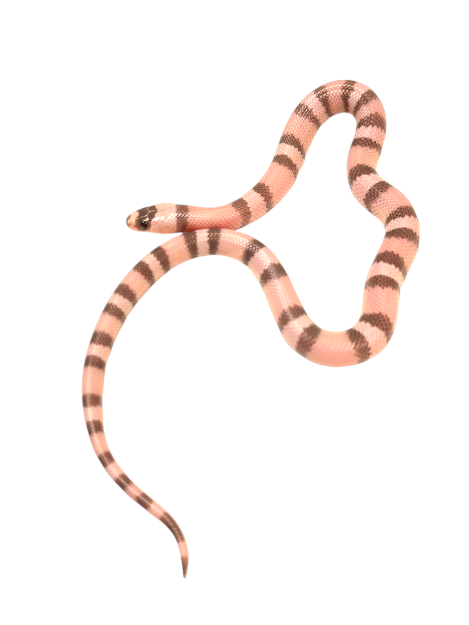 "Banshee" 2024 Female Ghost Poss Het Pearl Poss Het Crazy Honduran Milk Snake