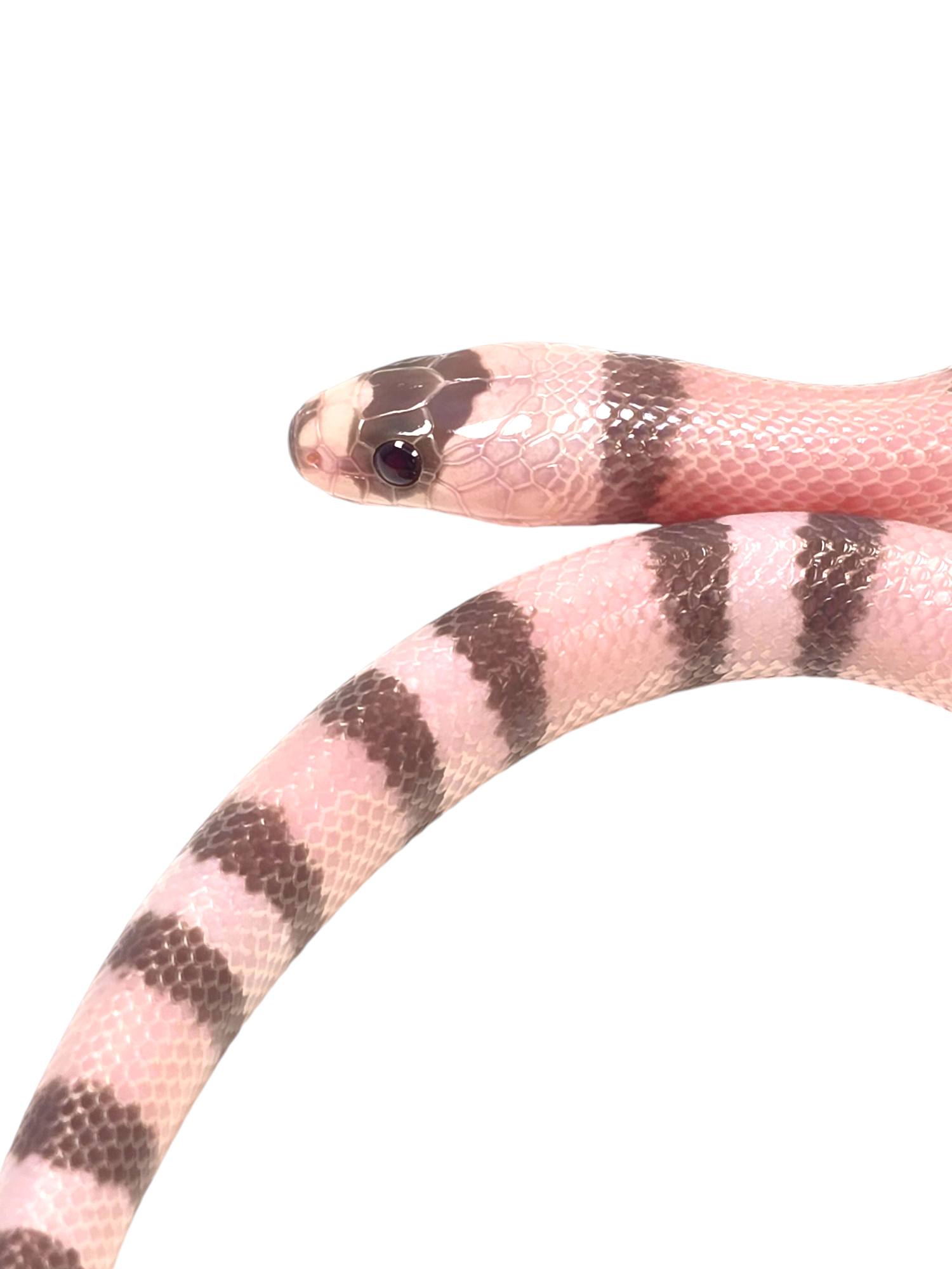 "Banshee" 2024 Female Ghost Poss Het Pearl Poss Het Crazy Honduran Milk Snake