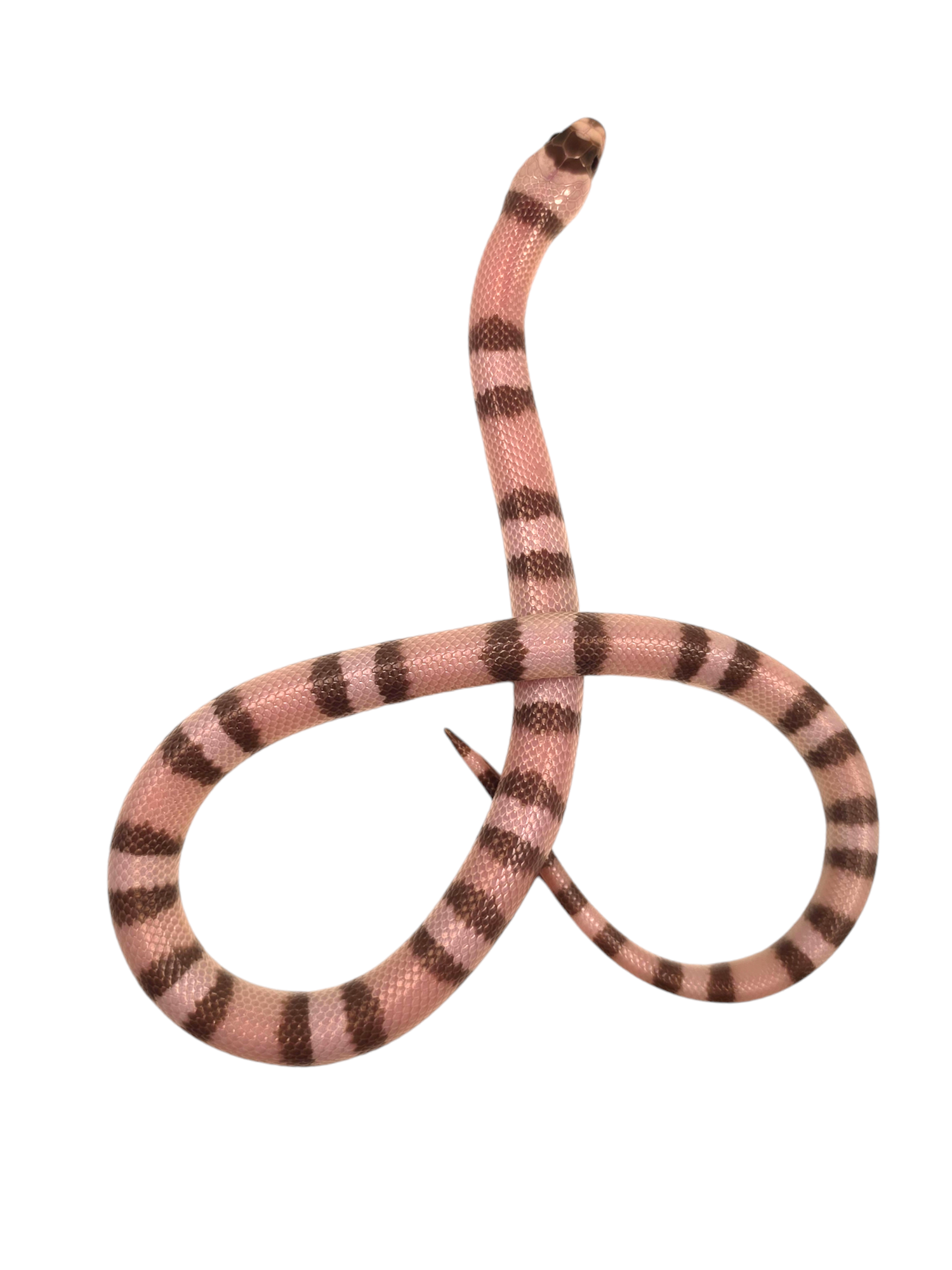 "Banshee" 2024 Female Ghost Poss Het Pearl Poss Het Crazy Honduran Milk Snake