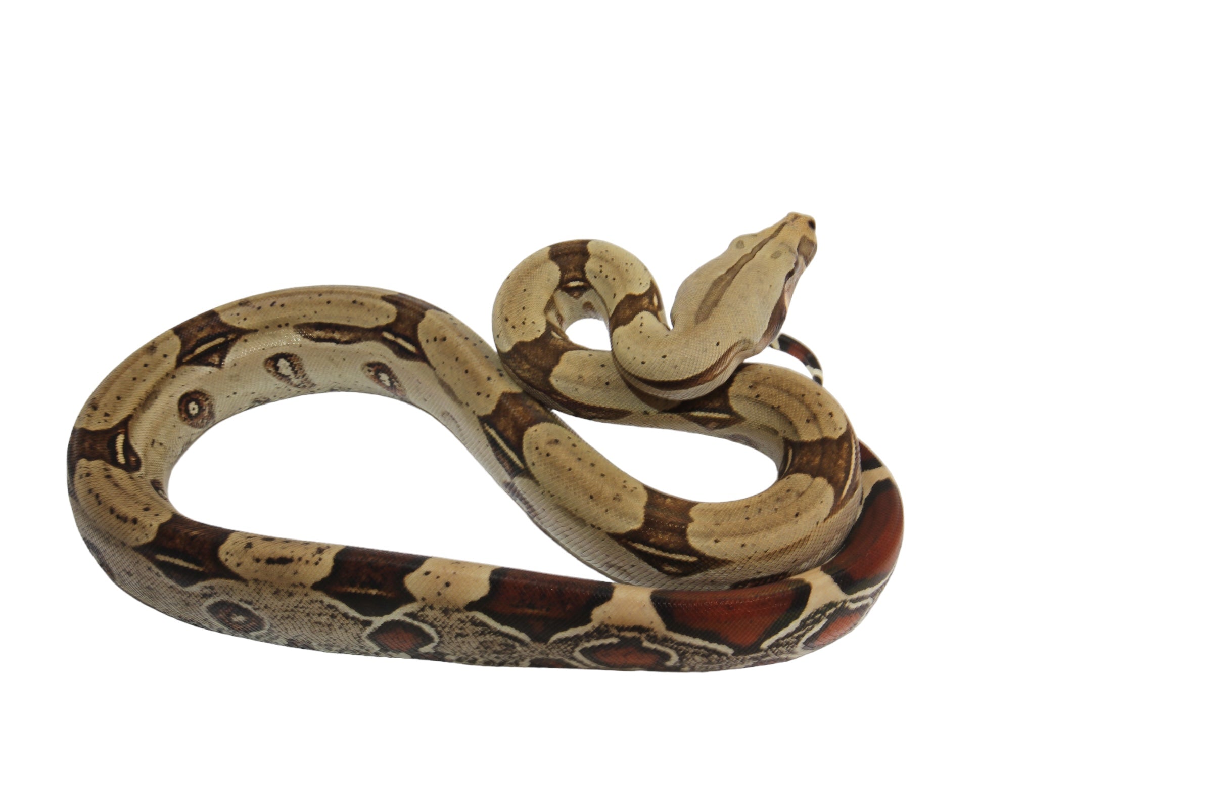 2022 Male CBB Iquitos Peruvian Red Tailed Boa Constrictor.