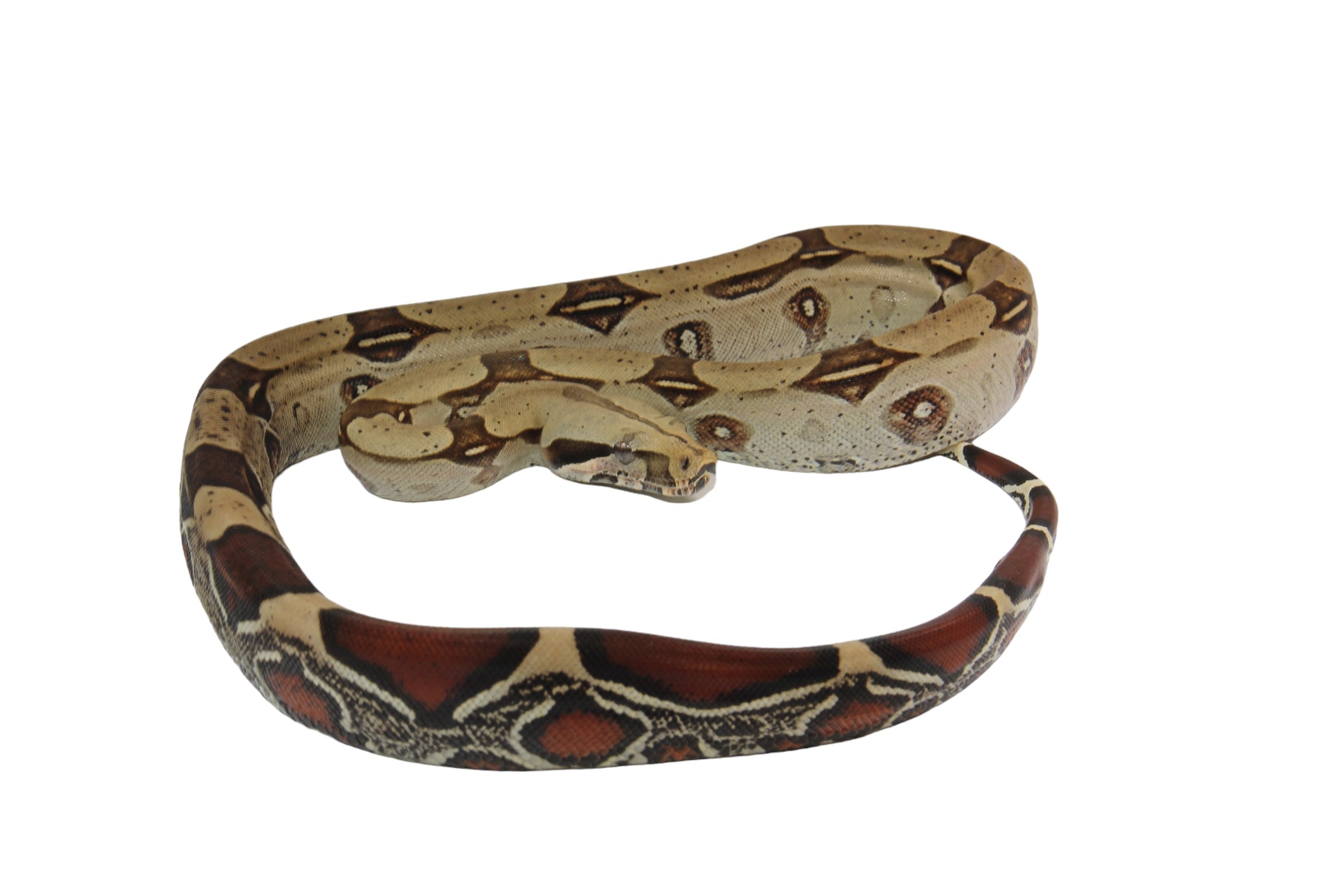 2022 Male CBB Iquitos Peruvian Red Tailed Boa Constrictor.