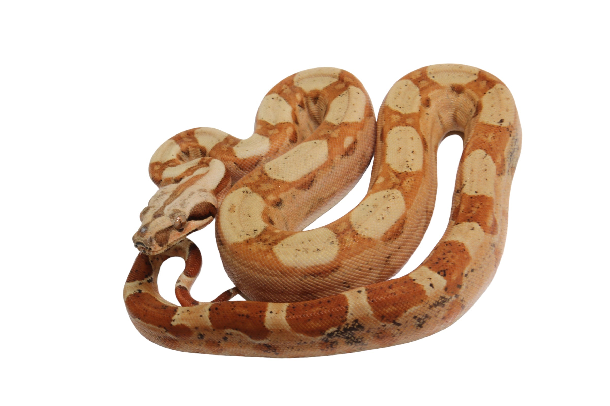 2022 Female Jungle Pastel Dream Sharp Albino Boa Constrictor