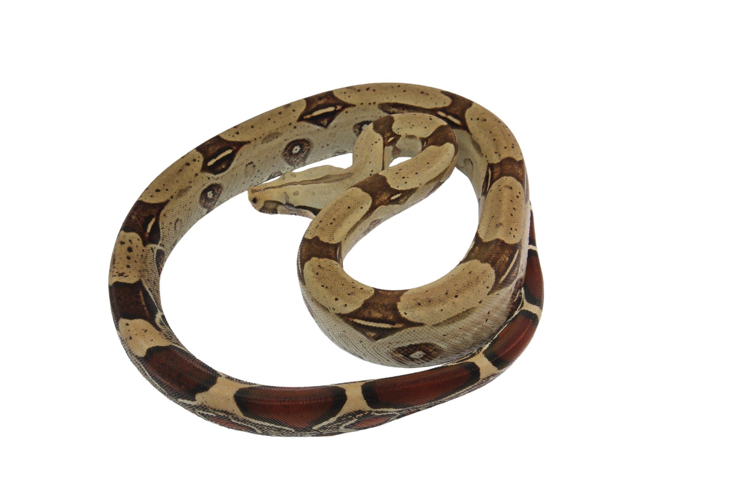 2022 Male CBB Iquitos Peruvian Red Tailed Boa Constrictor.