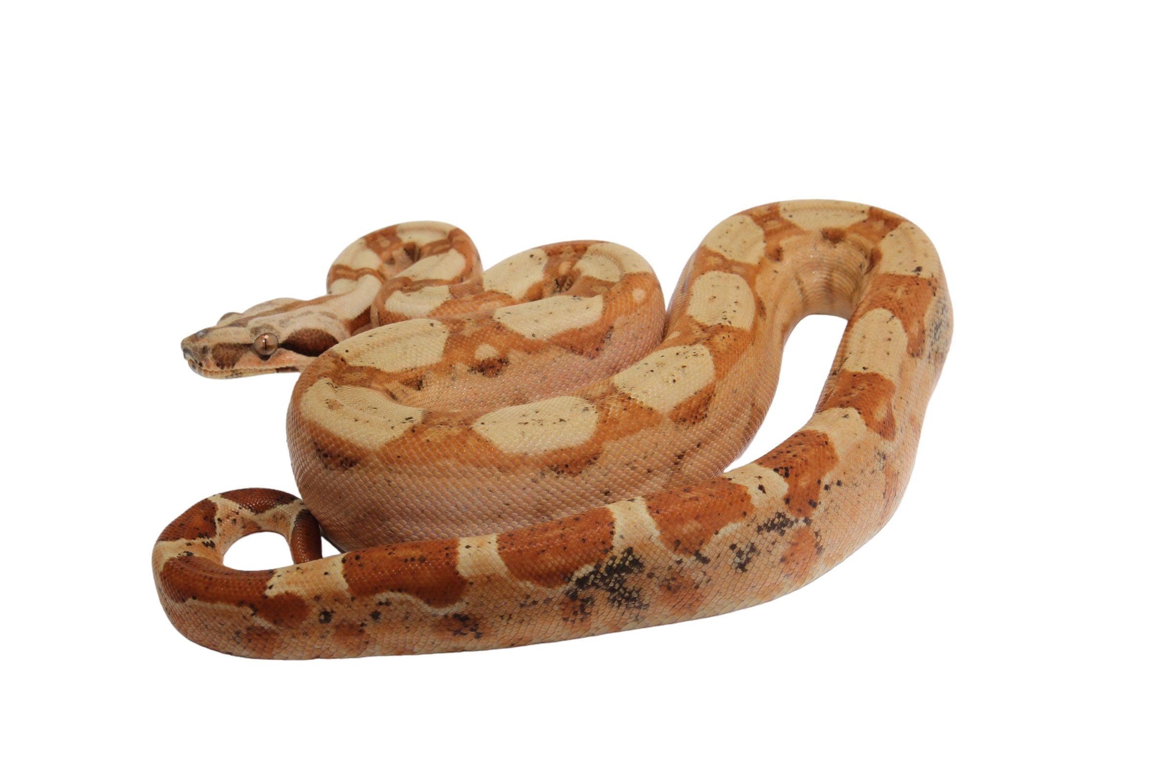 2022 Female Jungle Pastel Dream Sharp Albino Boa Constrictor