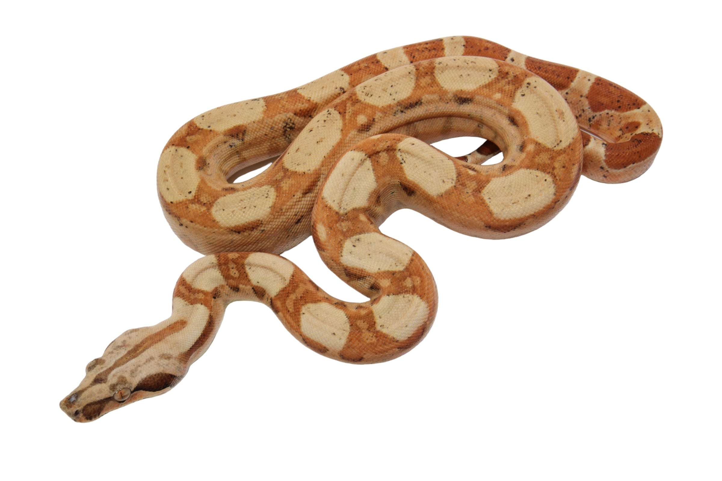 2022 Female Jungle Pastel Dream Sharp Albino Boa Constrictor